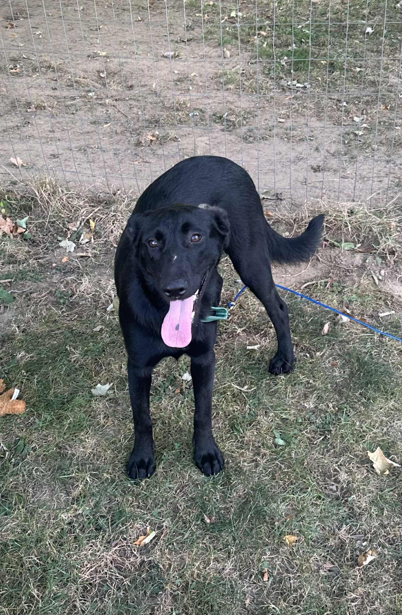 Rhea, Adoptable, Young Female Black Labrador Retriever.