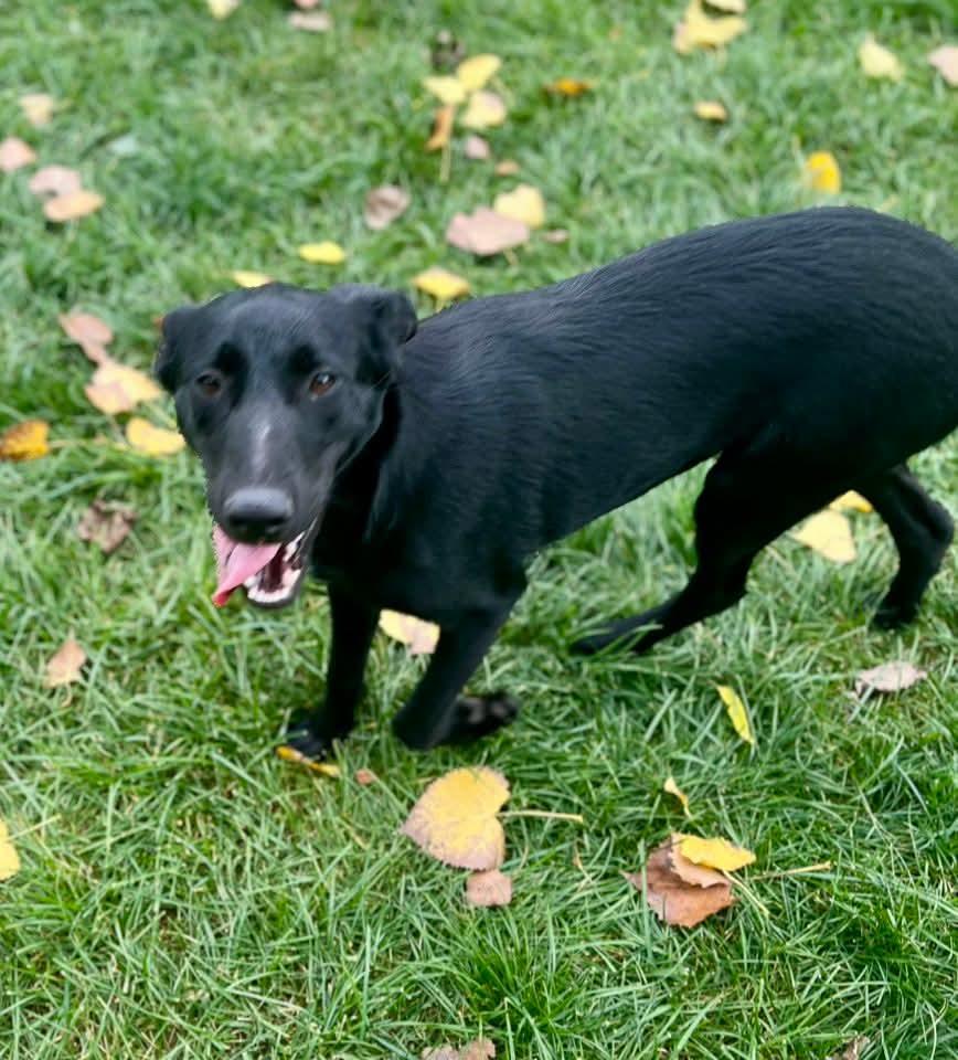 Rhea, a Adoptable mixed breed in Grand Rapids, MI image 2/4