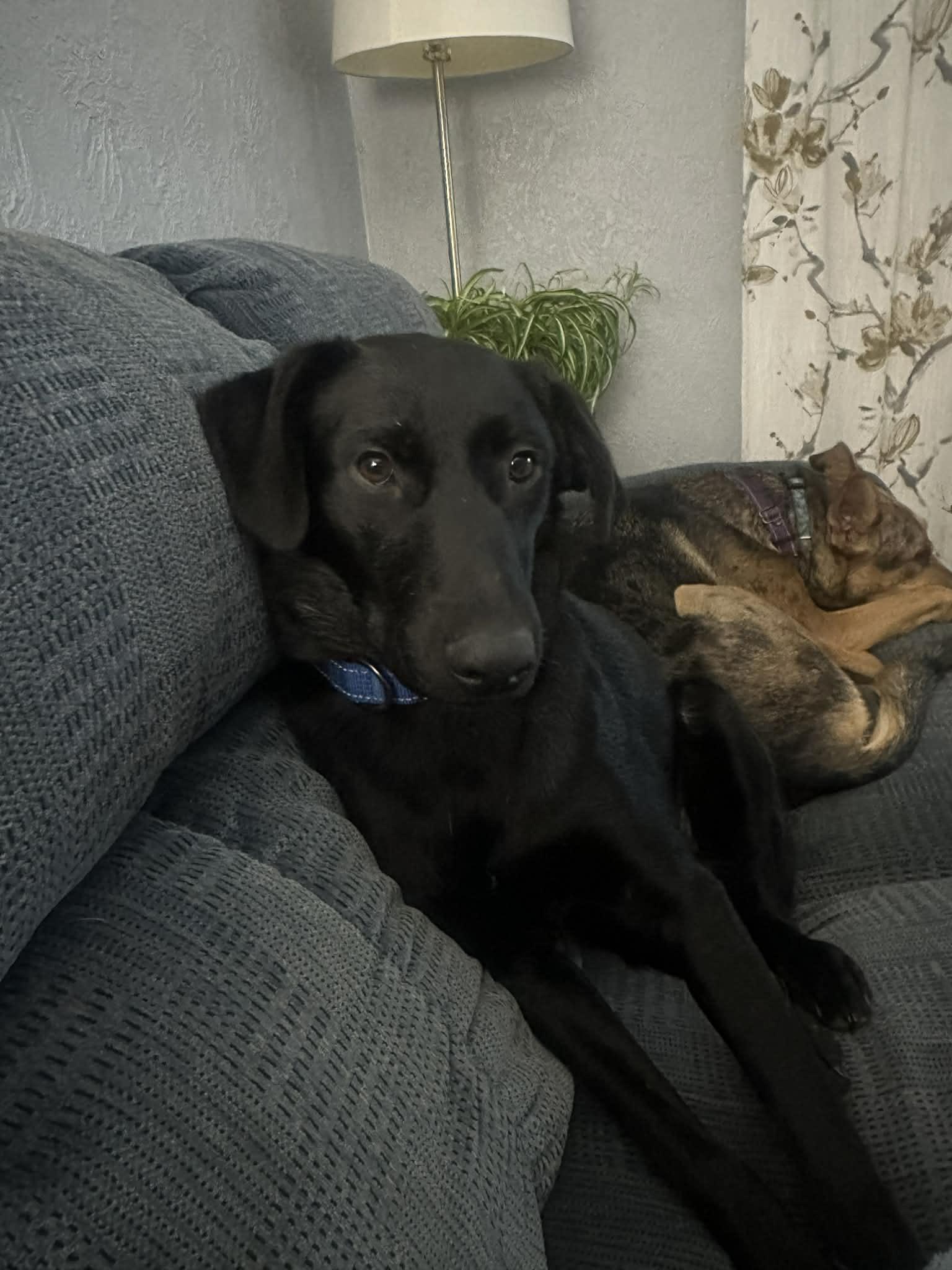 Rhea, Adoptable, Young Female Black Labrador Retriever.