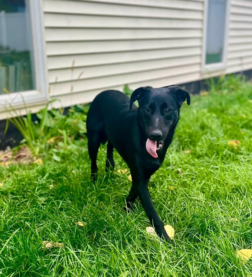 Rhea, a Adoptable mixed breed in Grand Rapids, MI image 3/4