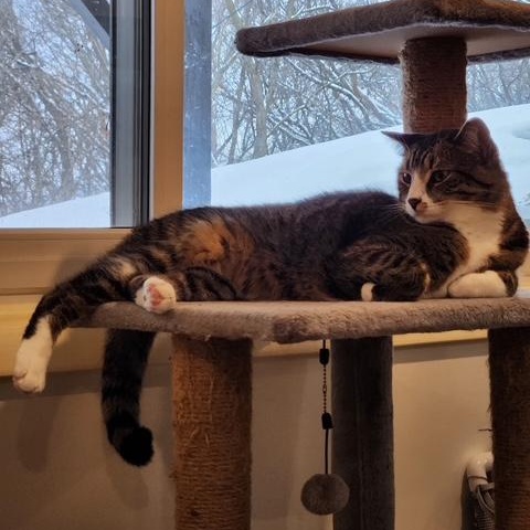 Enlarge Freya (Bonded with Biggie), an adopted mixed breed in Shakopee, MN image 5/5