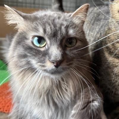 Enlarge Freya (Bonded with Biggie), an adopted mixed breed in Shakopee, MN image 2/5