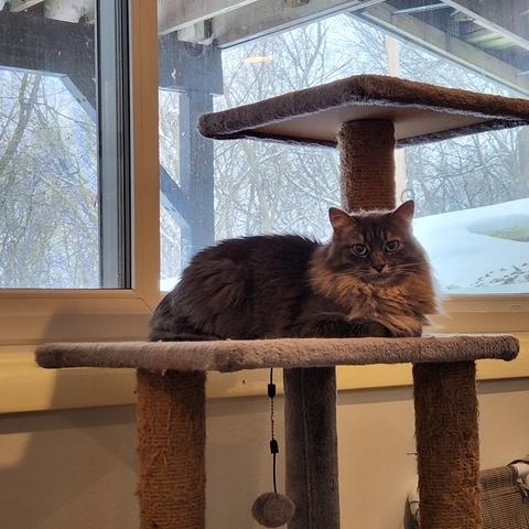 Enlarge Freya (Bonded with Biggie), an adopted mixed breed in Shakopee, MN image 1/5