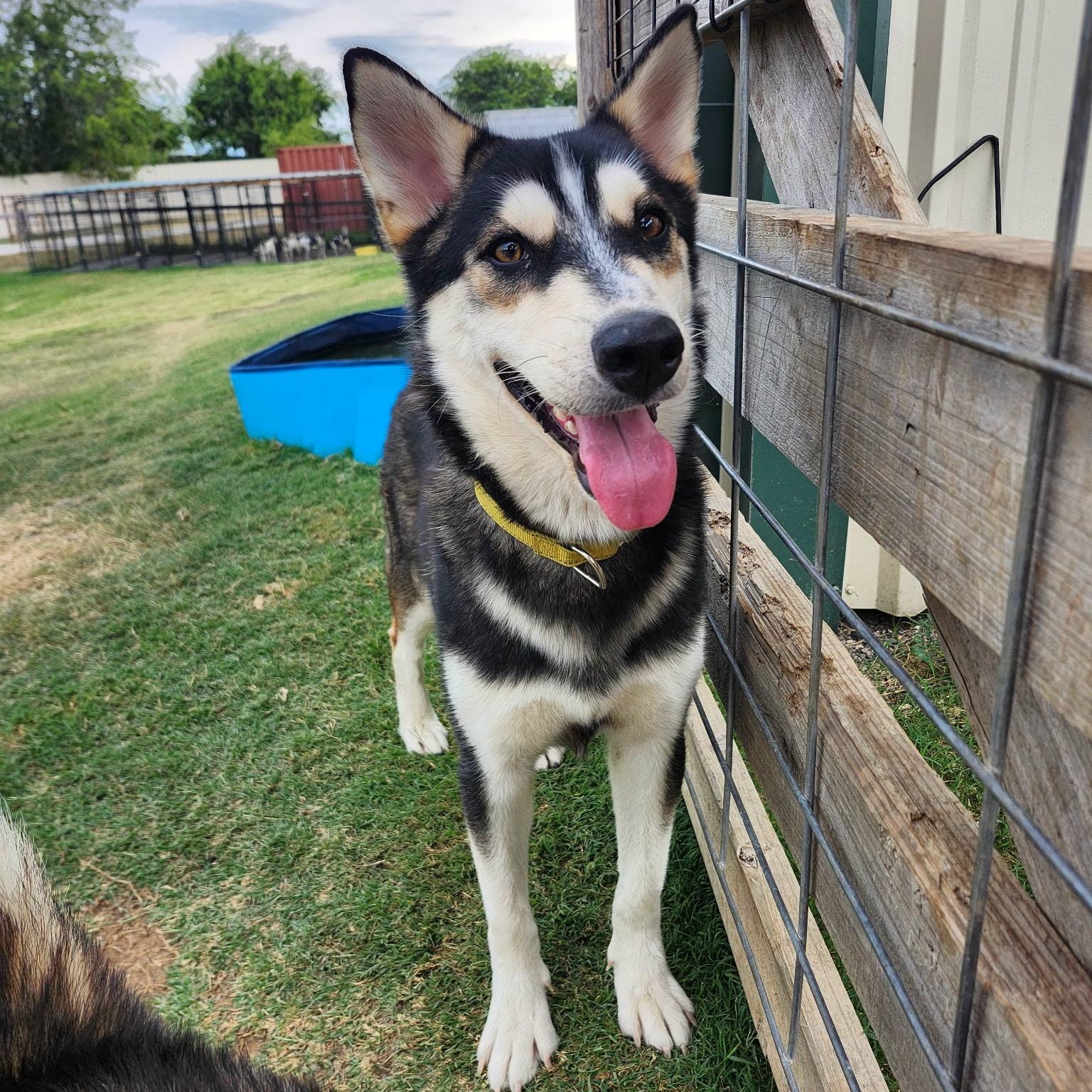 KODIAK, Adoptable, Adult Male Siberian Husky.