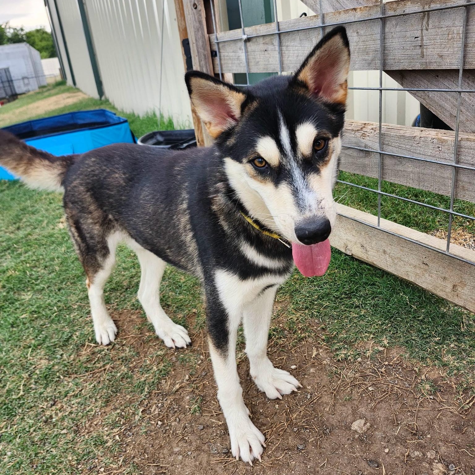 KODIAK, a Adoptable Siberian Husky in Weatherford, TX image 3/5