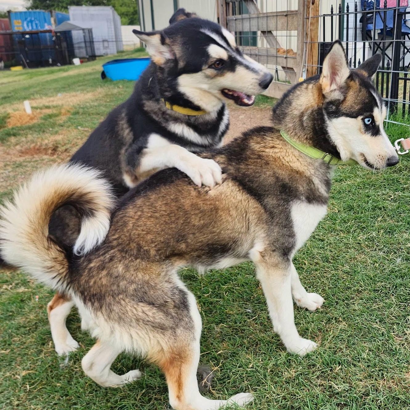 KODIAK, a Adoptable Siberian Husky in Weatherford, TX image 5/5