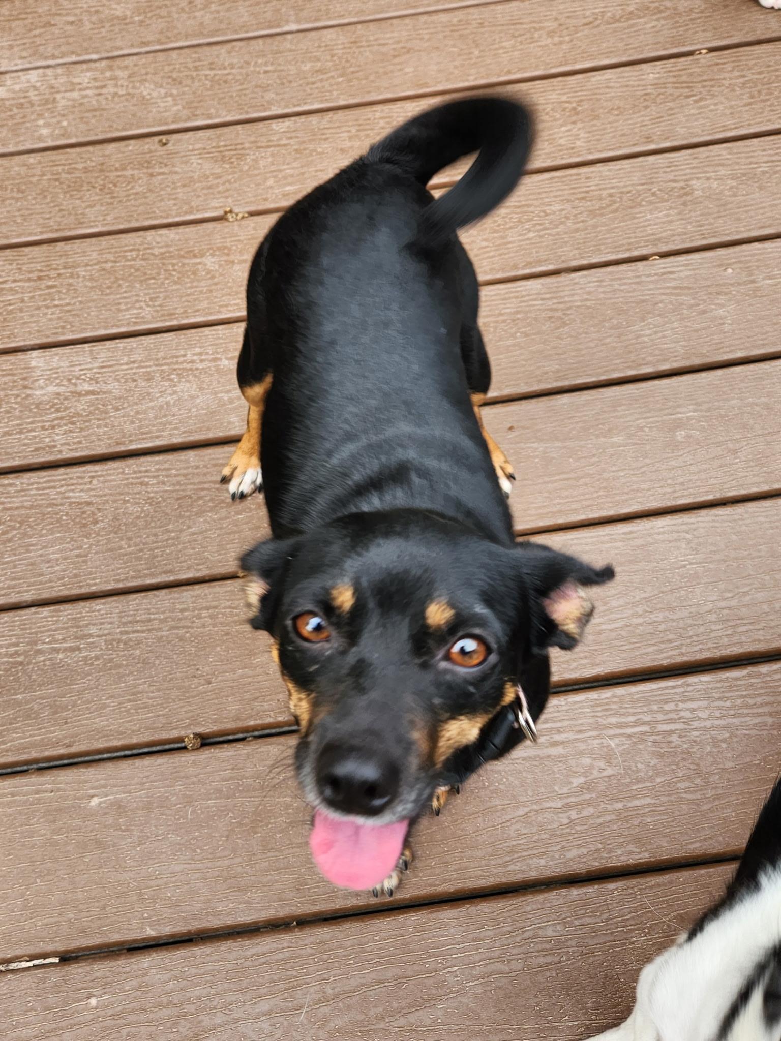 Rita, an adoptable Chihuahua in Wilsall, MT, 59086 | Photo Image 1
