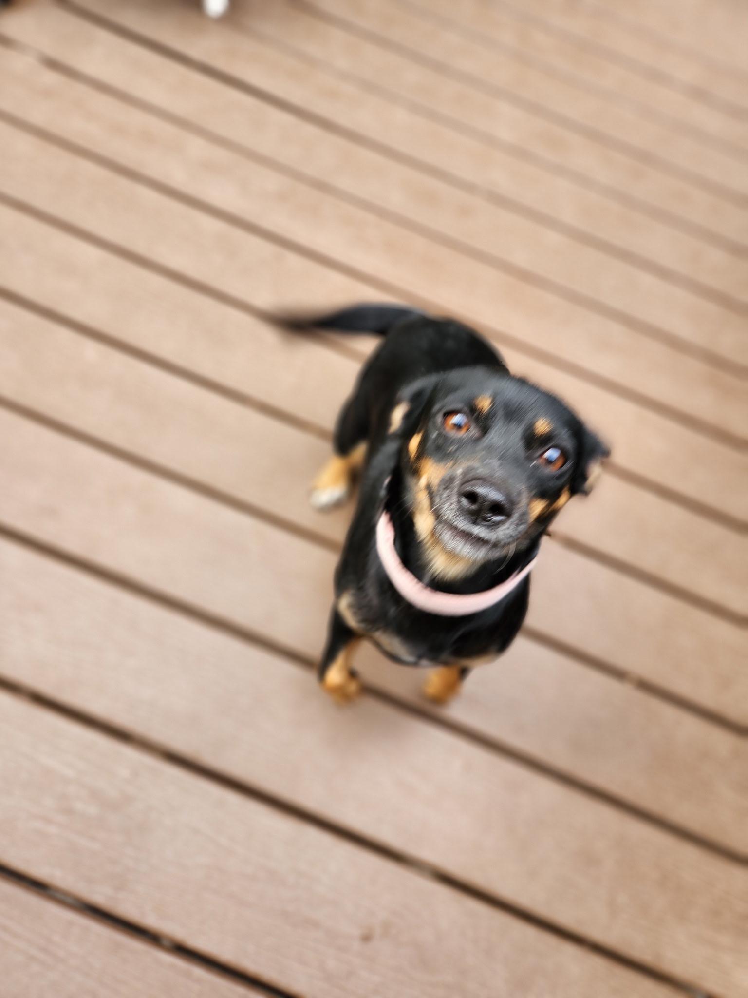 Rita, an adoptable Chihuahua in Wilsall, MT, 59086 | Photo Image 4
