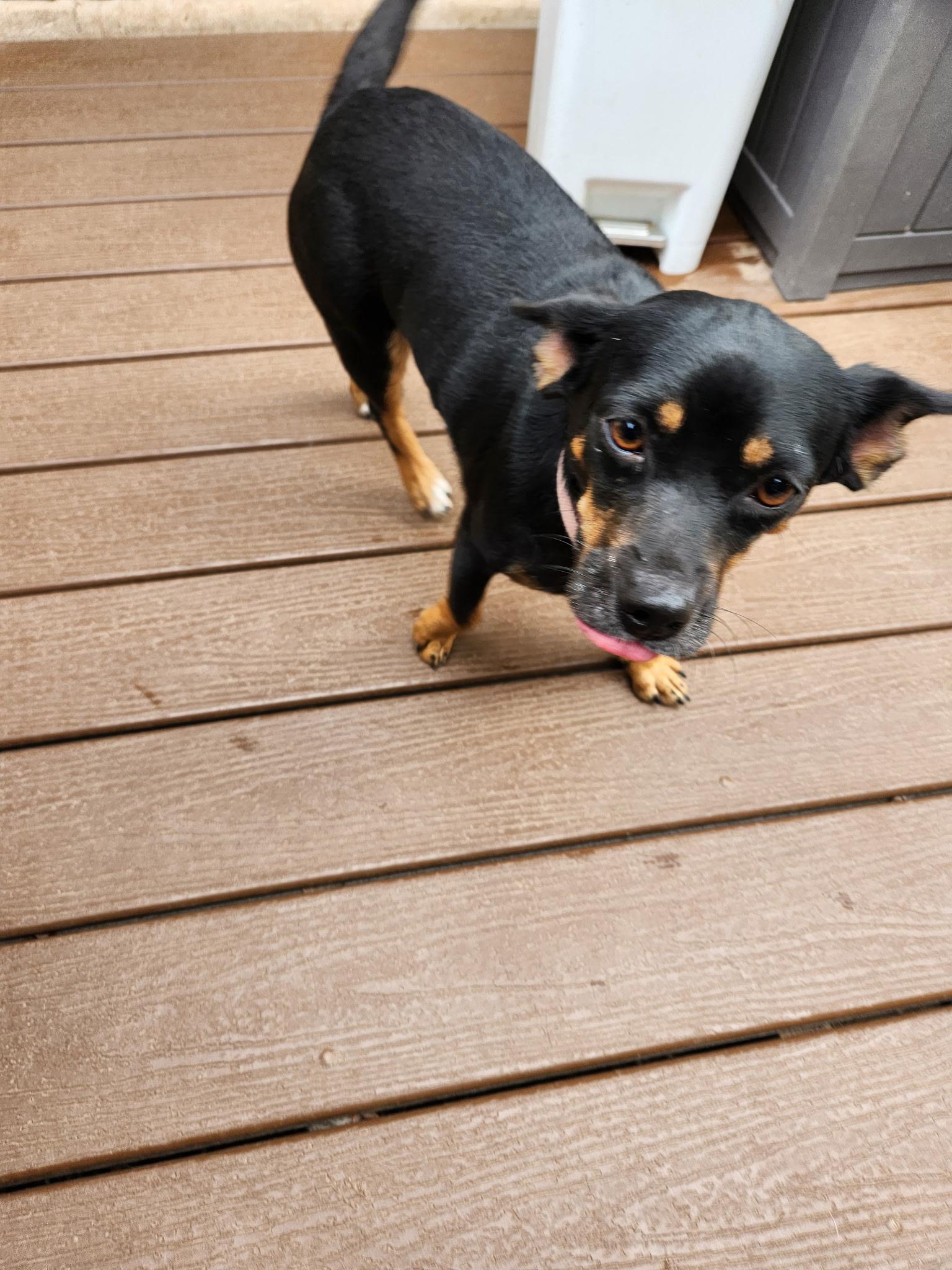 Rita, an adoptable Chihuahua in Wilsall, MT, 59086 | Photo Image 2