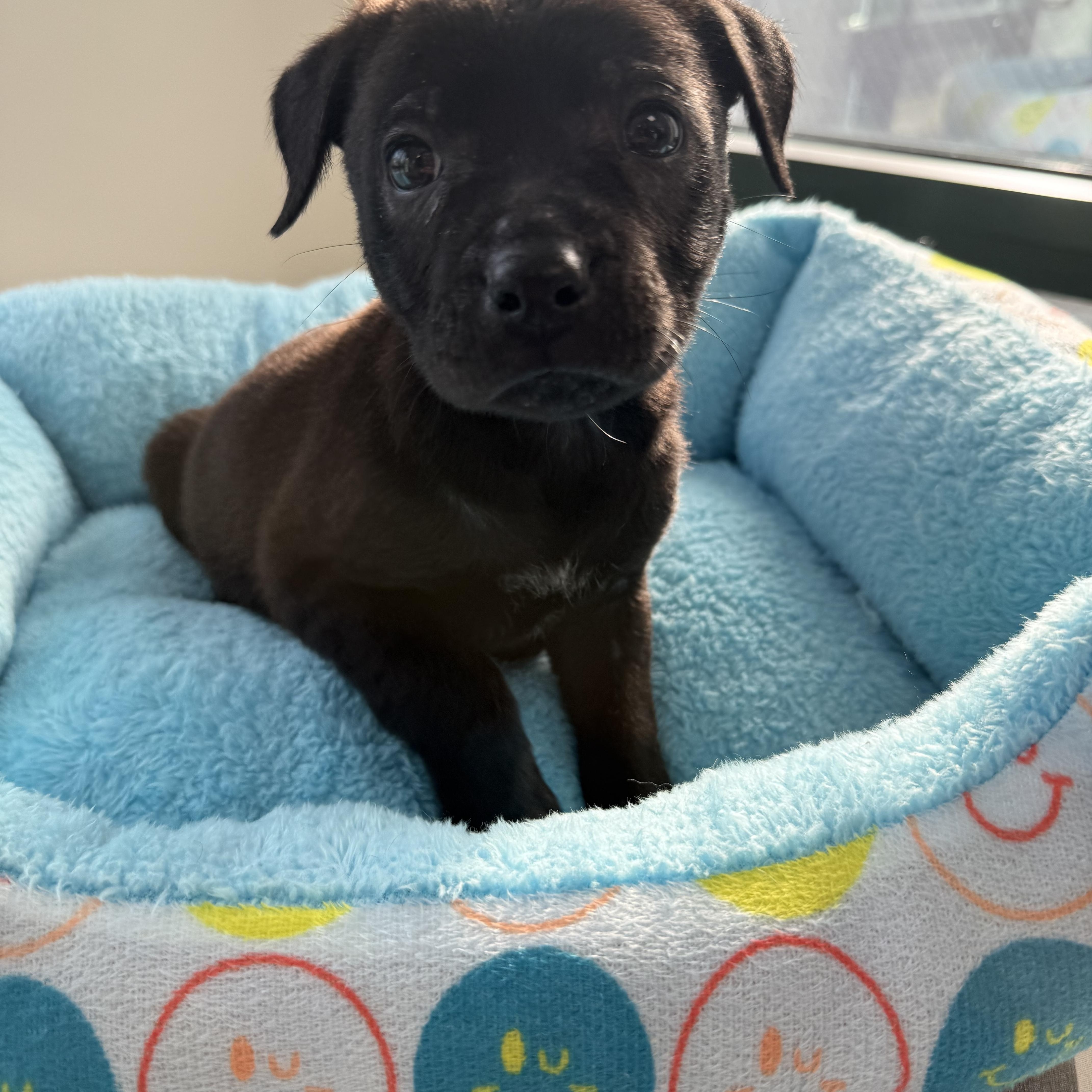 Enlarge Tate, an adopted mixed breed in Homewood, IL image 1/1