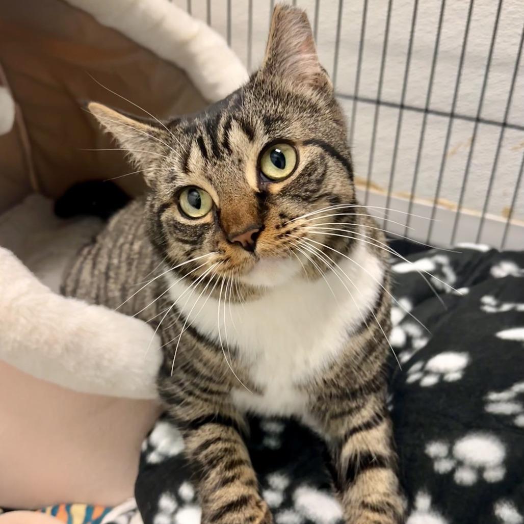 Enlarge Bella The Brave, a Adoptable Domestic Short Hair in Watertown, NY image 2/3