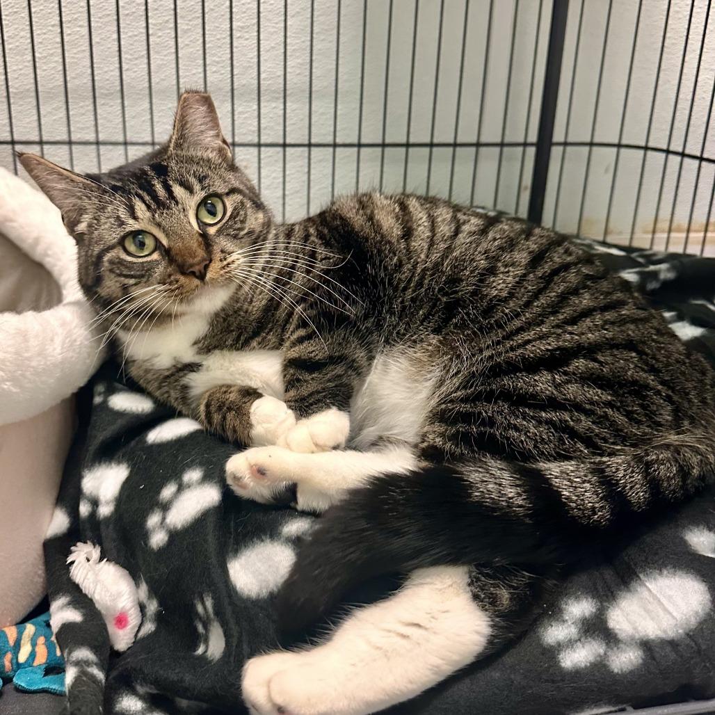 Enlarge Bella The Brave, a Adoptable Domestic Short Hair in Watertown, NY image 3/3