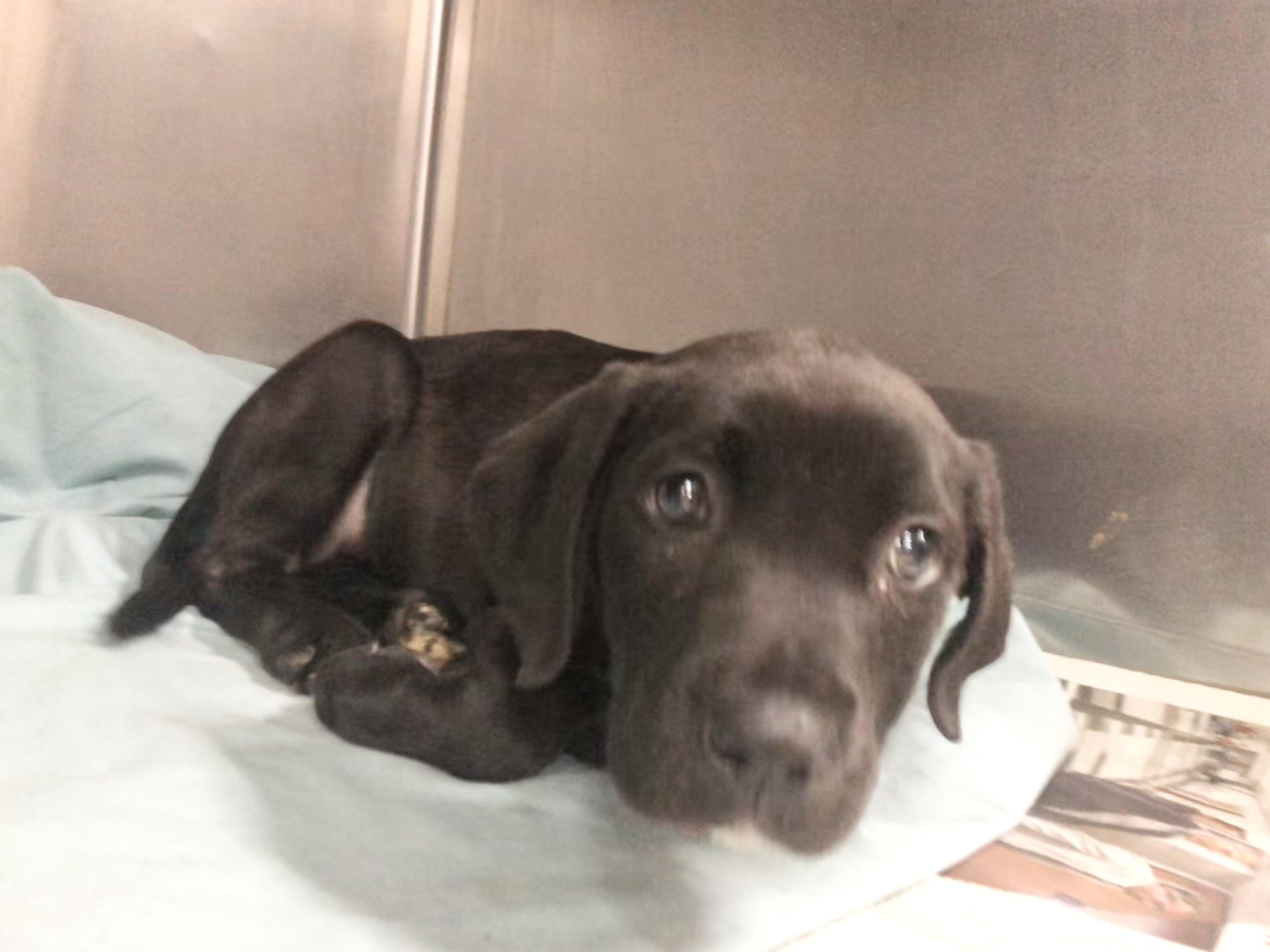 Kit kat, adoptable, Puppy Female Labrador Retriever.