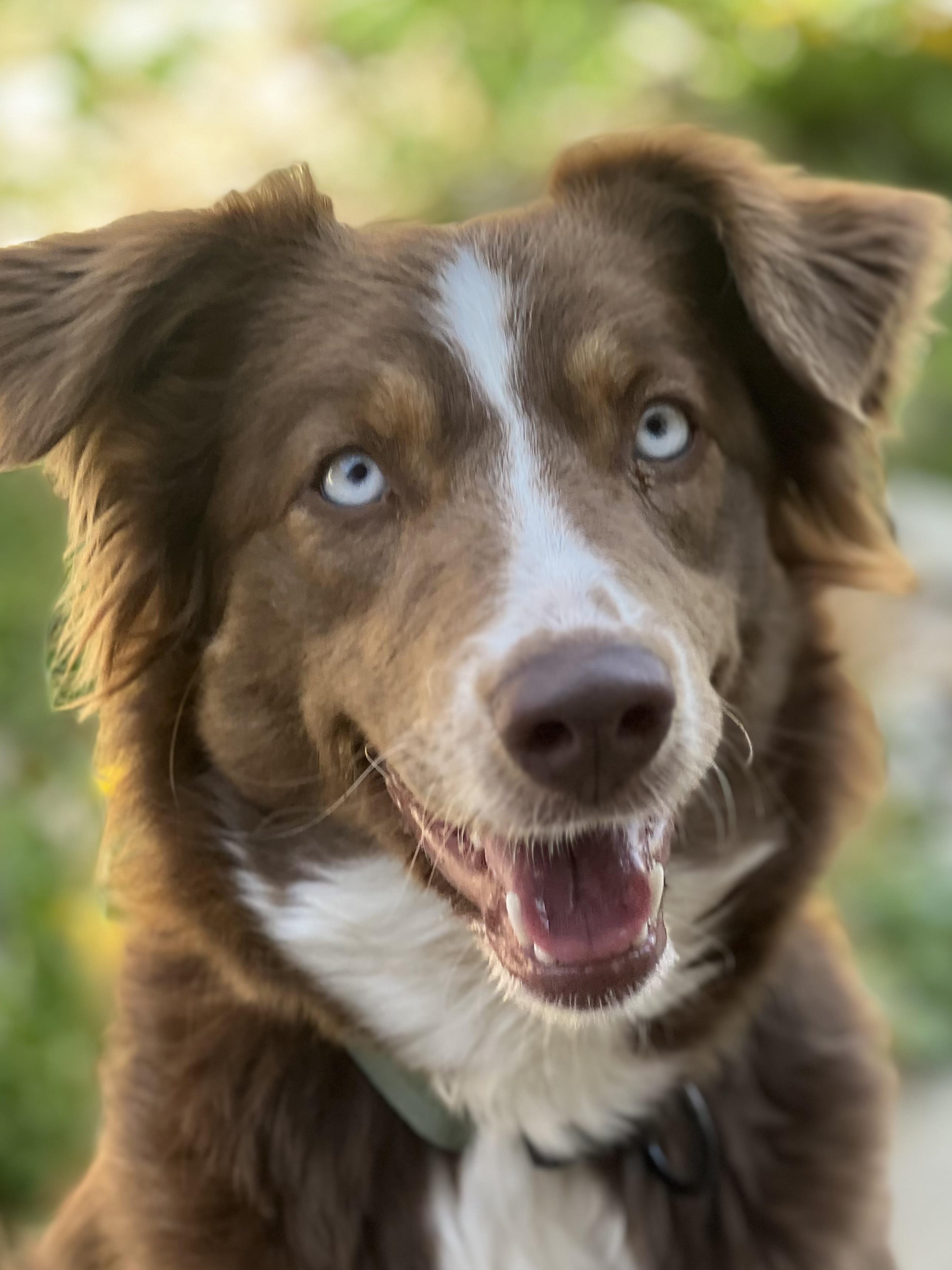 Enlarge Tulip, an adopted Australian Shepherd in Monroe, OH image 3/3
