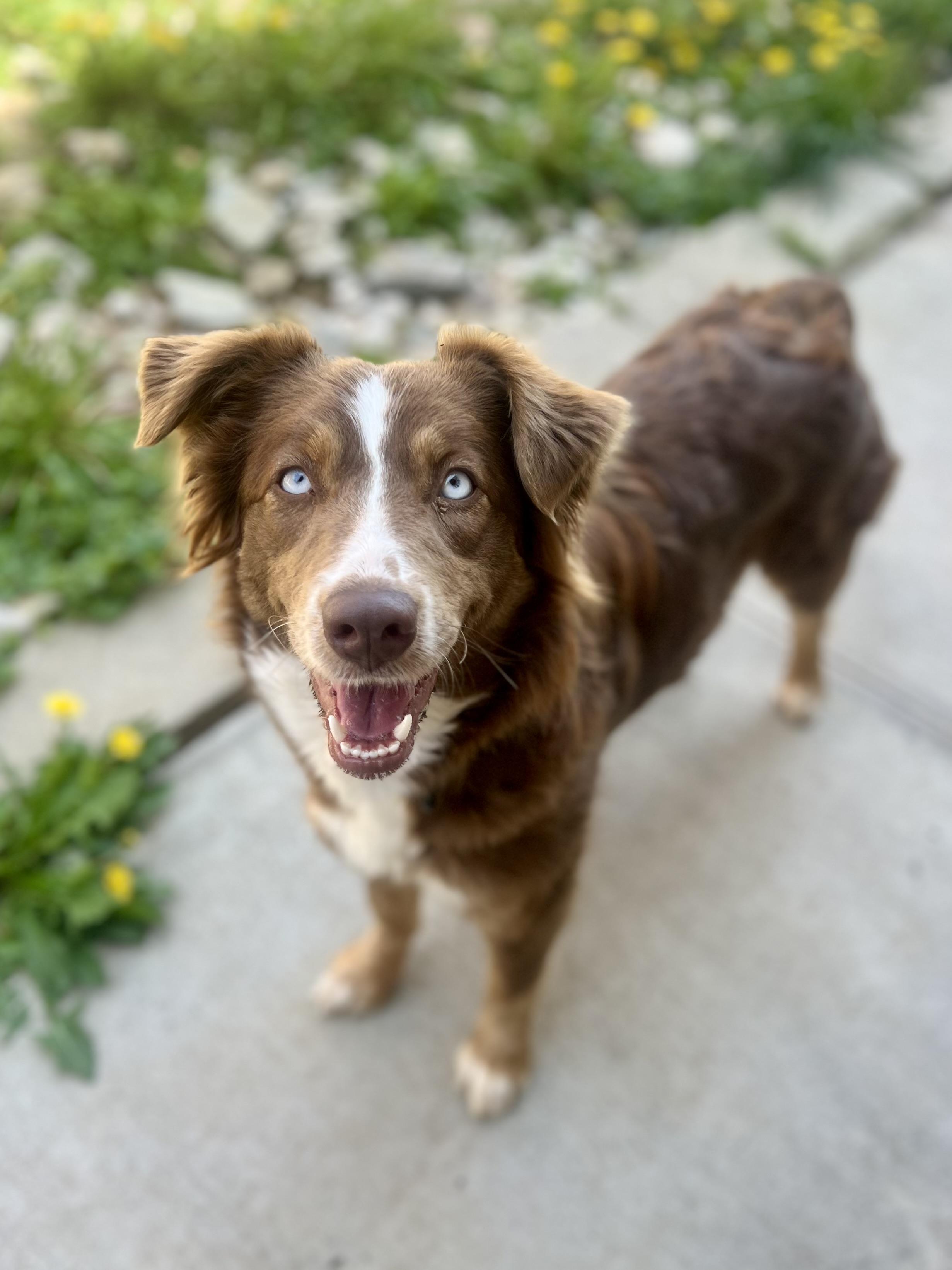 Enlarge Tulip, an adopted Australian Shepherd in Monroe, OH image 2/3