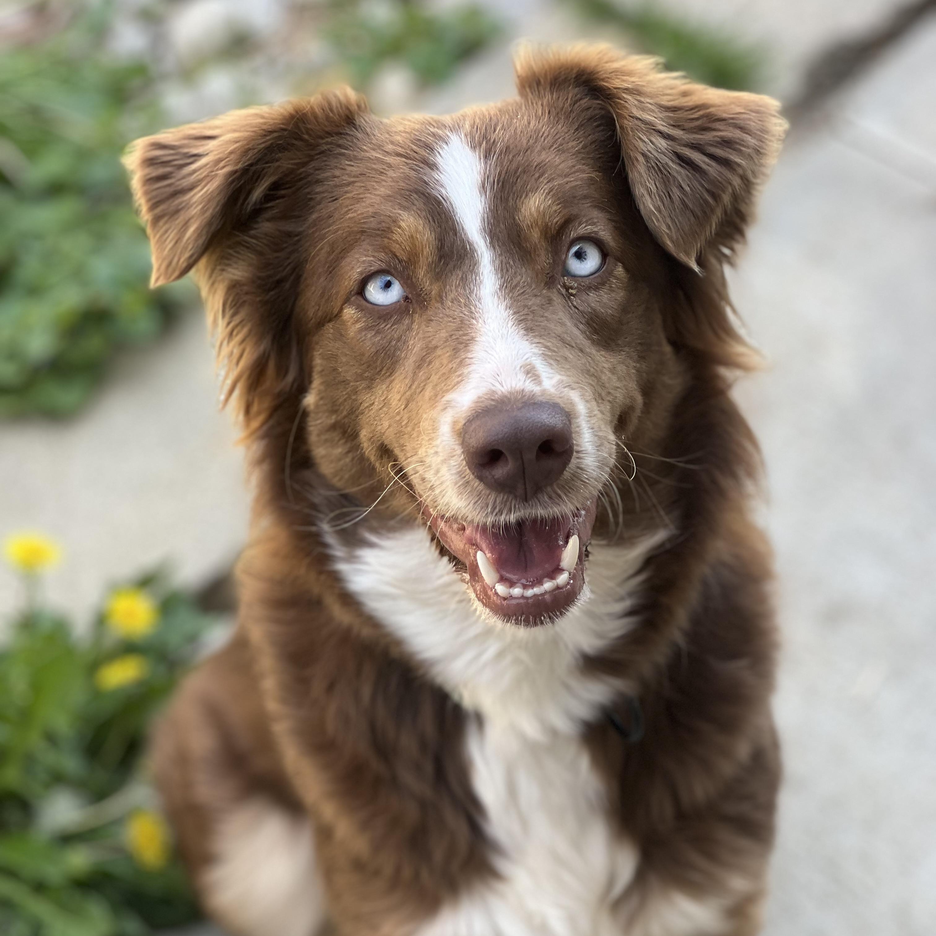 Tulip, adopted, Young Female Australian Shepherd.