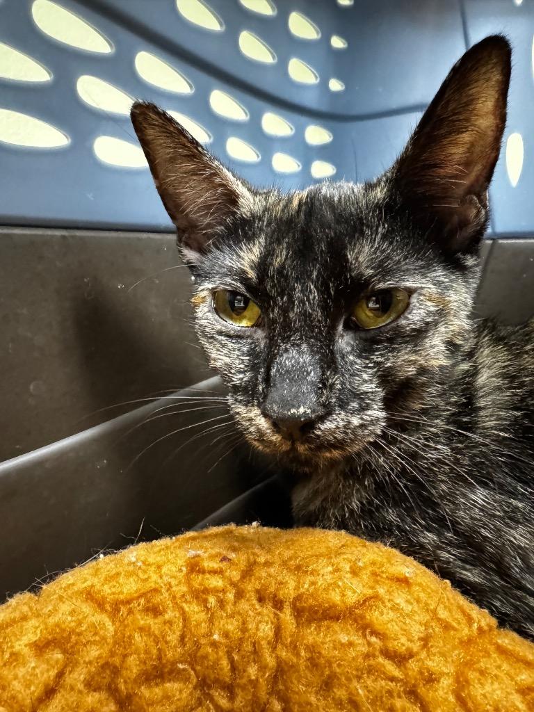 Nazuna, Adoptable, Young Female Domestic Short Hair.