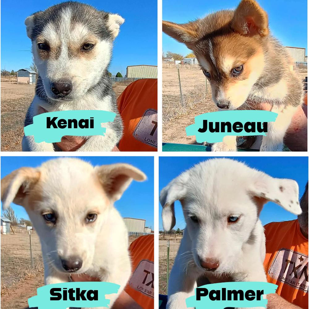 Enlarge Sitka, a Adoptable mixed breed in Glenolden, PA image 6/6