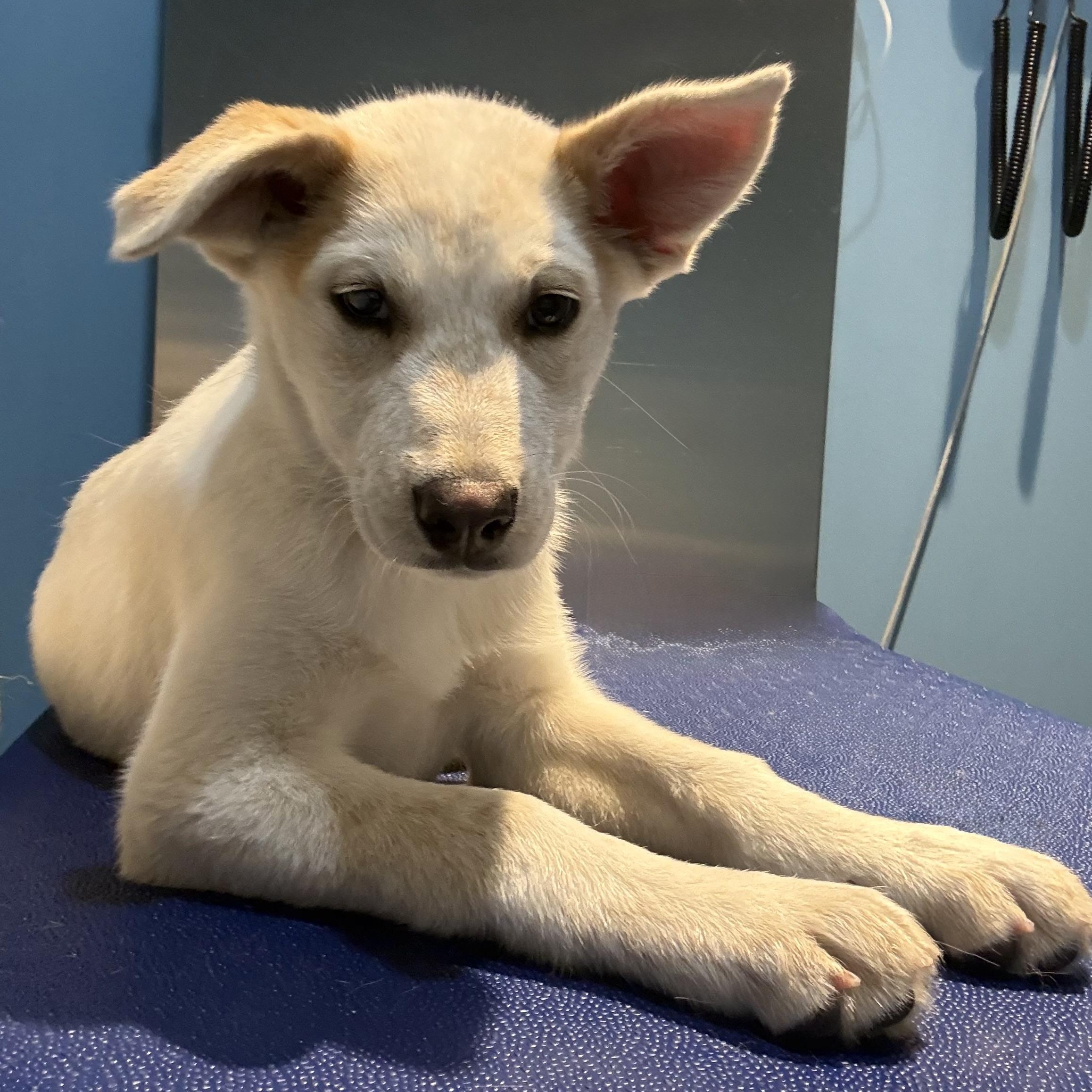 Enlarge Sitka, a Adoptable mixed breed in Glenolden, PA image 5/6