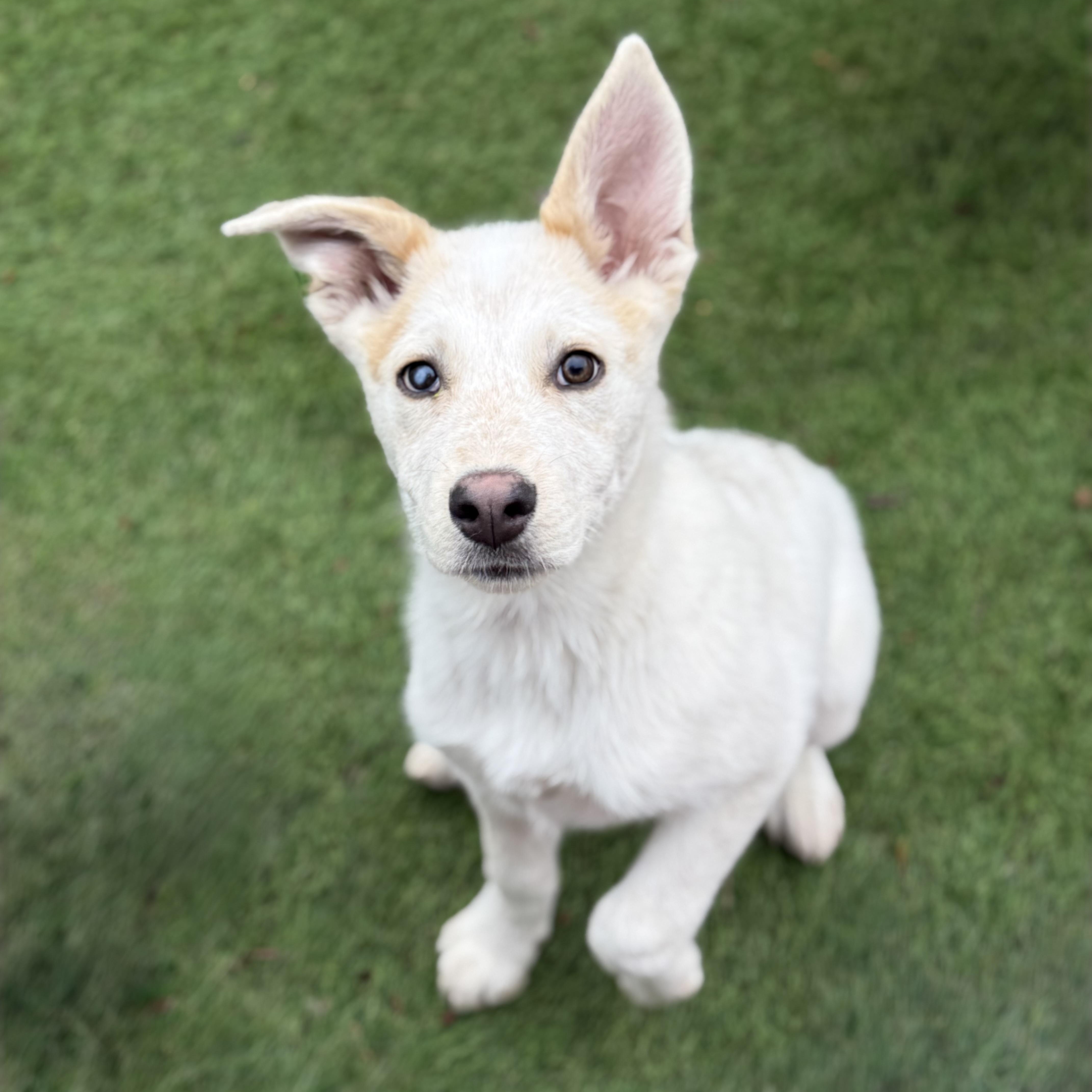 Enlarge Sitka, a Adoptable mixed breed in Glenolden, PA image 2/6