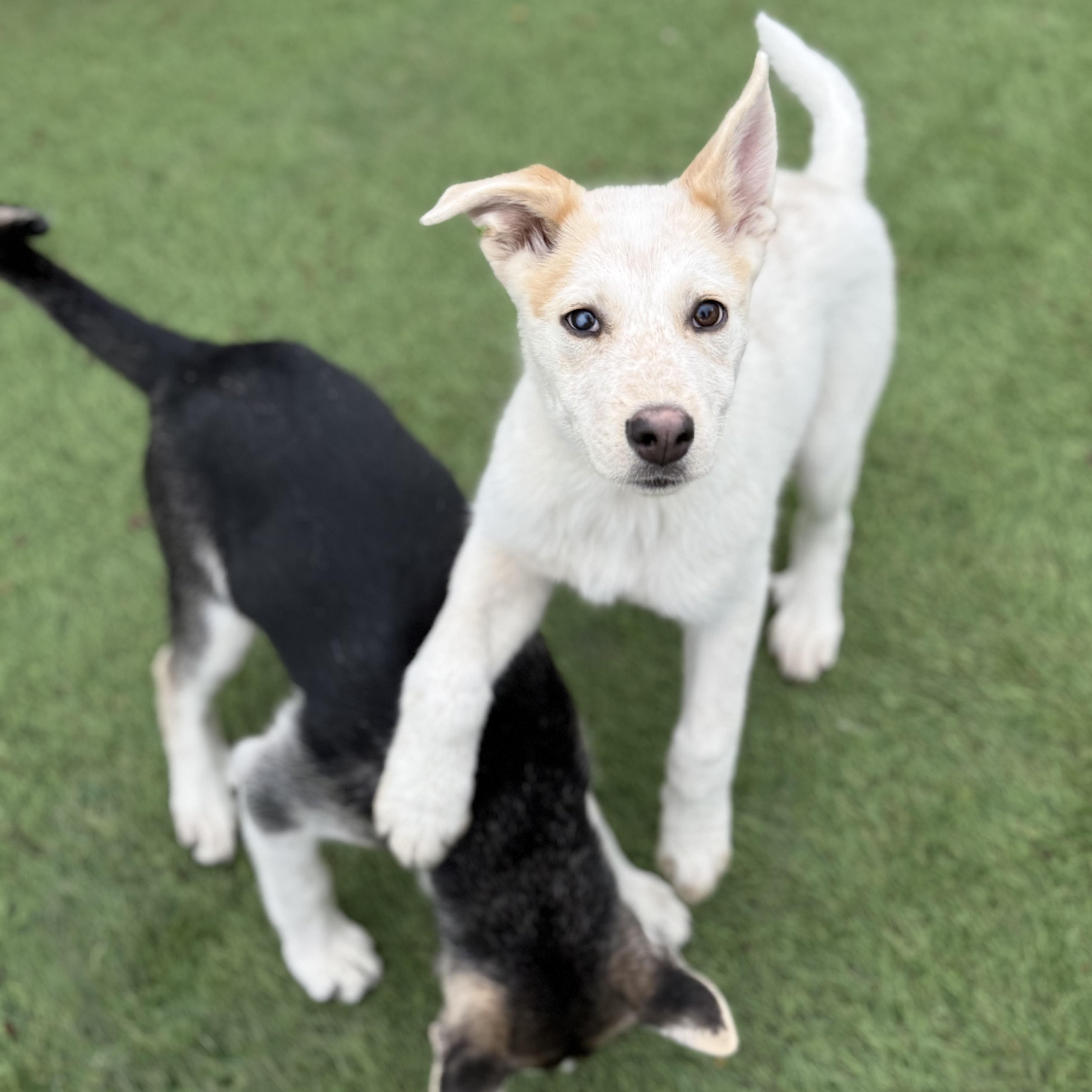 Enlarge Sitka, a Adoptable mixed breed in Glenolden, PA image 1/6