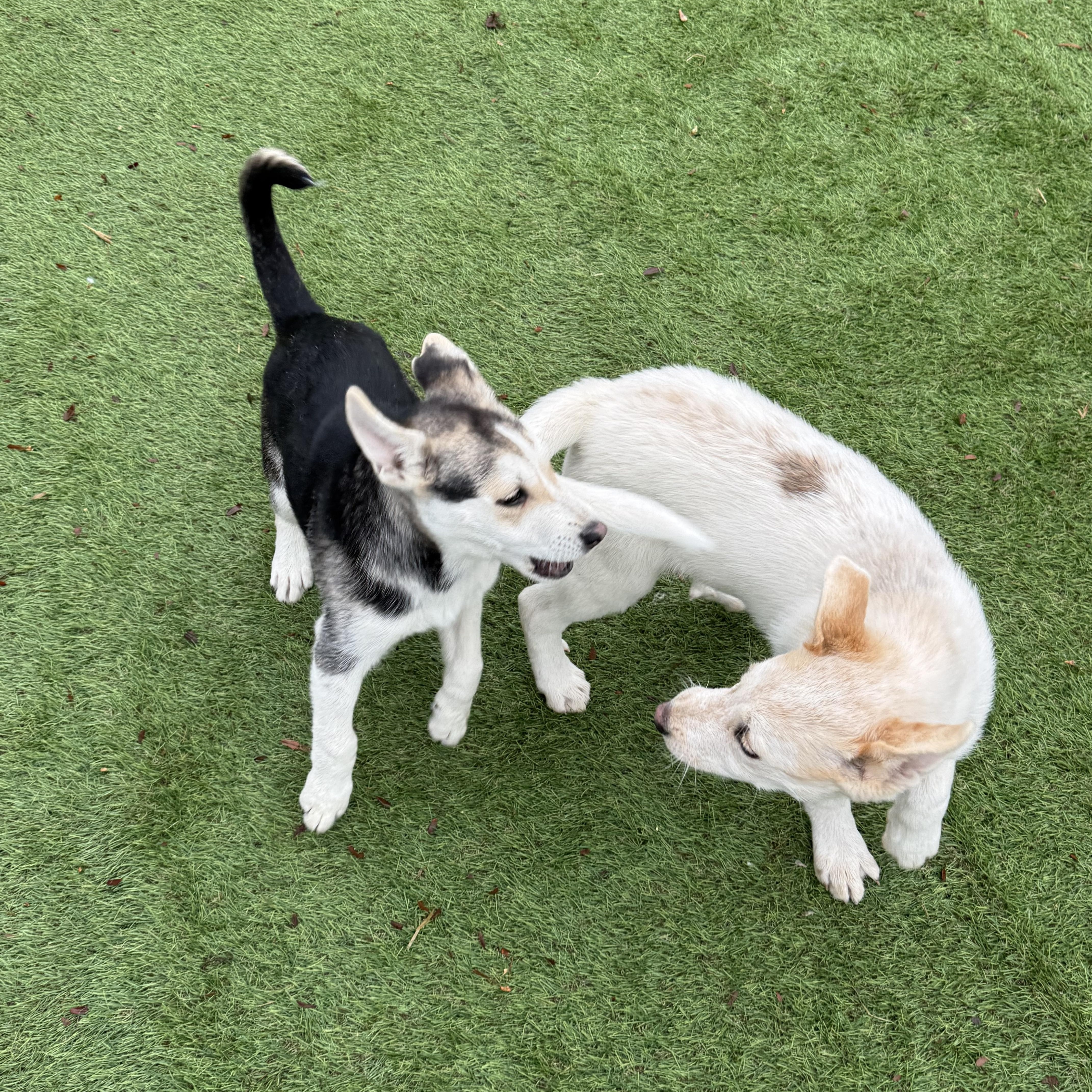 Enlarge Sitka, a Adoptable mixed breed in Glenolden, PA image 3/6