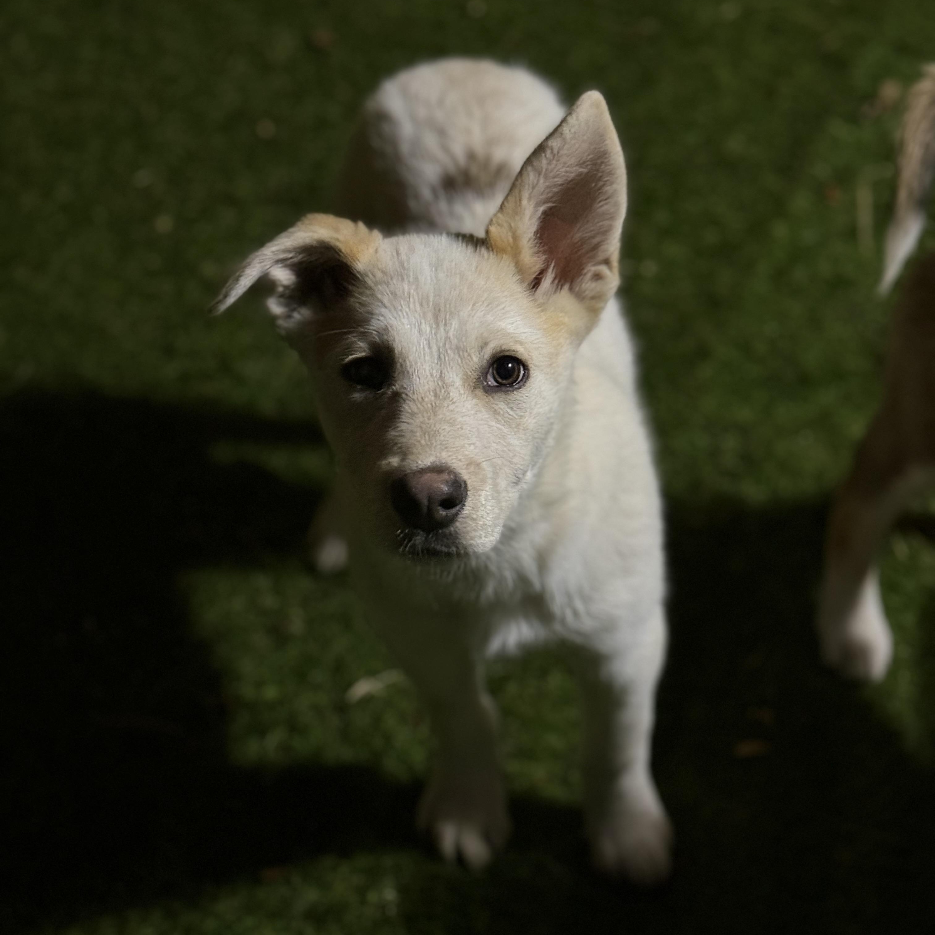 Enlarge Sitka, a Adoptable mixed breed in Glenolden, PA image 4/6