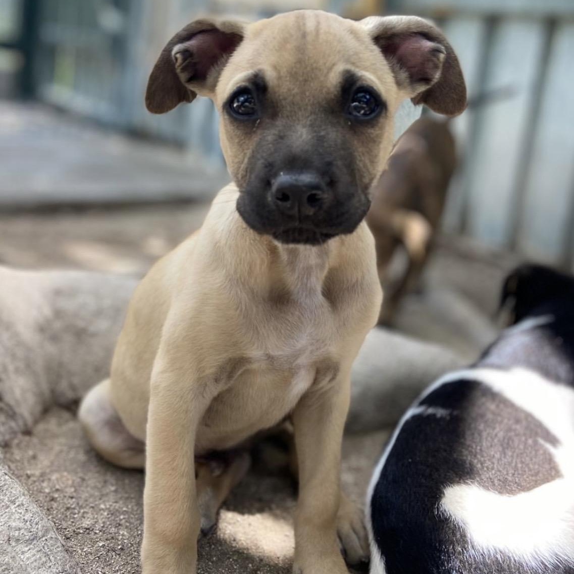 Ugo, a ADOPTABLE Mixed Breed in Thornhill, ON image 1/5
