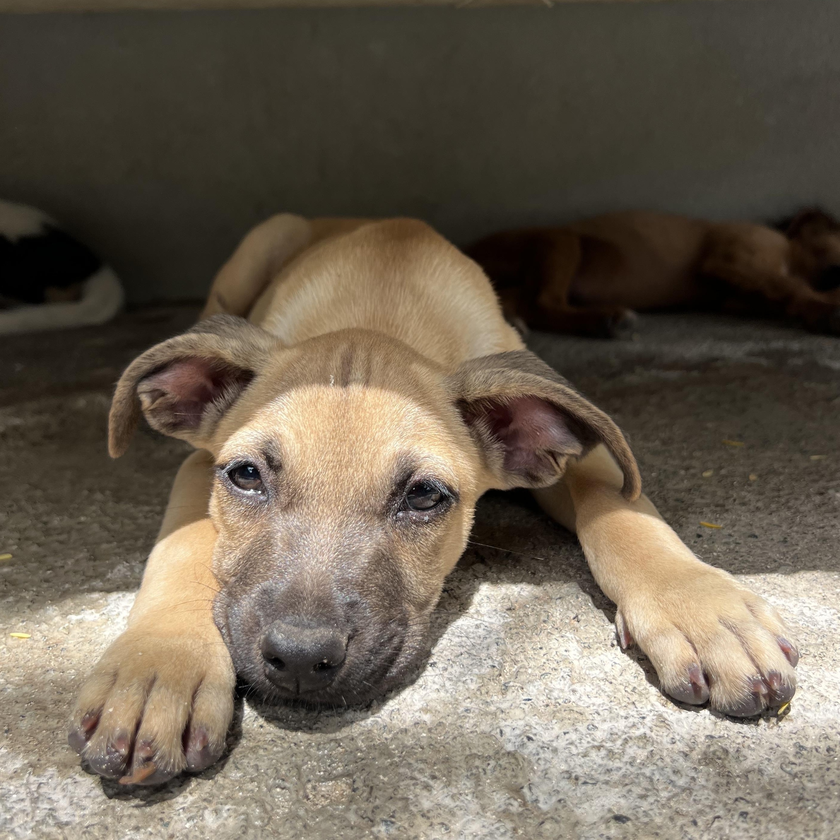 Ugo, a ADOPTABLE Mixed Breed in Thornhill, ON image 2/5
