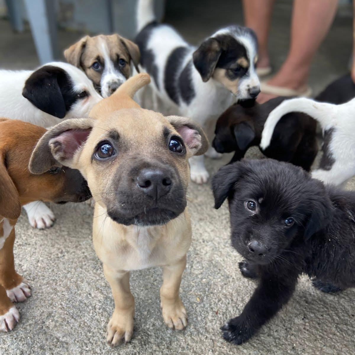 Ugo, a ADOPTABLE Mixed Breed in Thornhill, ON image 3/5