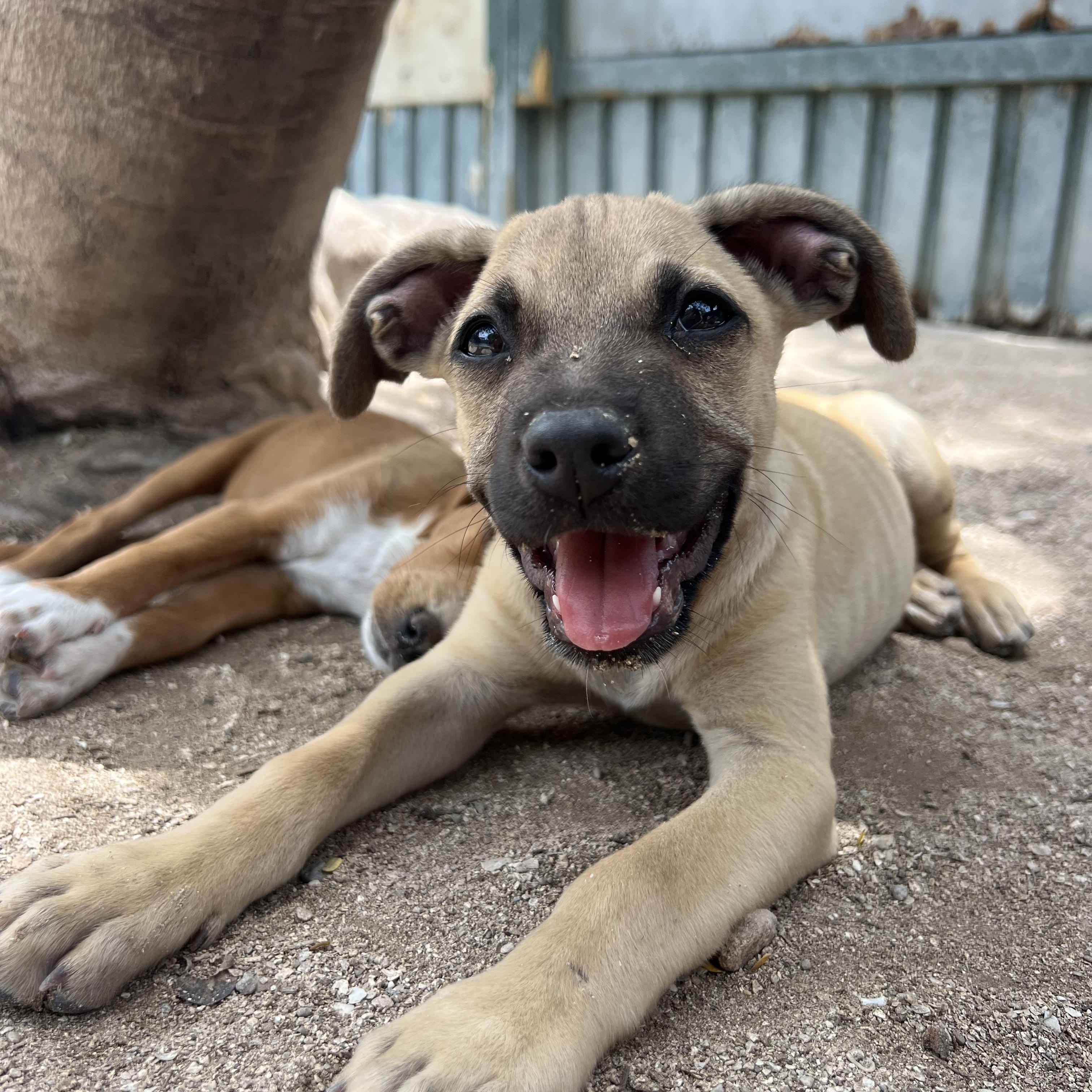 Ugo, a ADOPTABLE Mixed Breed in Thornhill, ON image 4/5