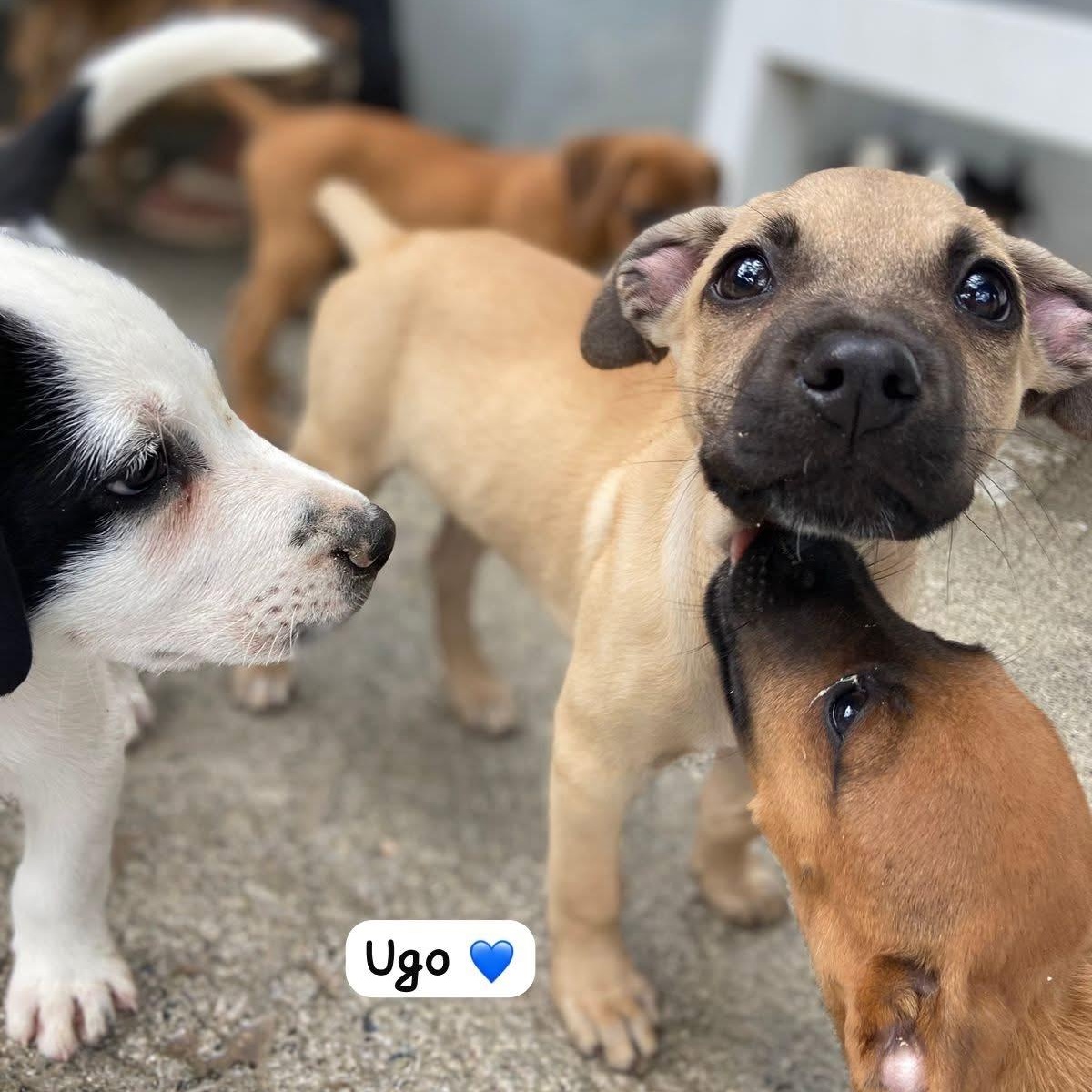 Ugo, a ADOPTABLE Mixed Breed in Thornhill, ON image 5/5