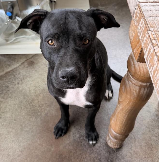 Enlarge Lola, a ADOPTABLE Pit Bull Terrier in Buena Vista, CO image 3/4