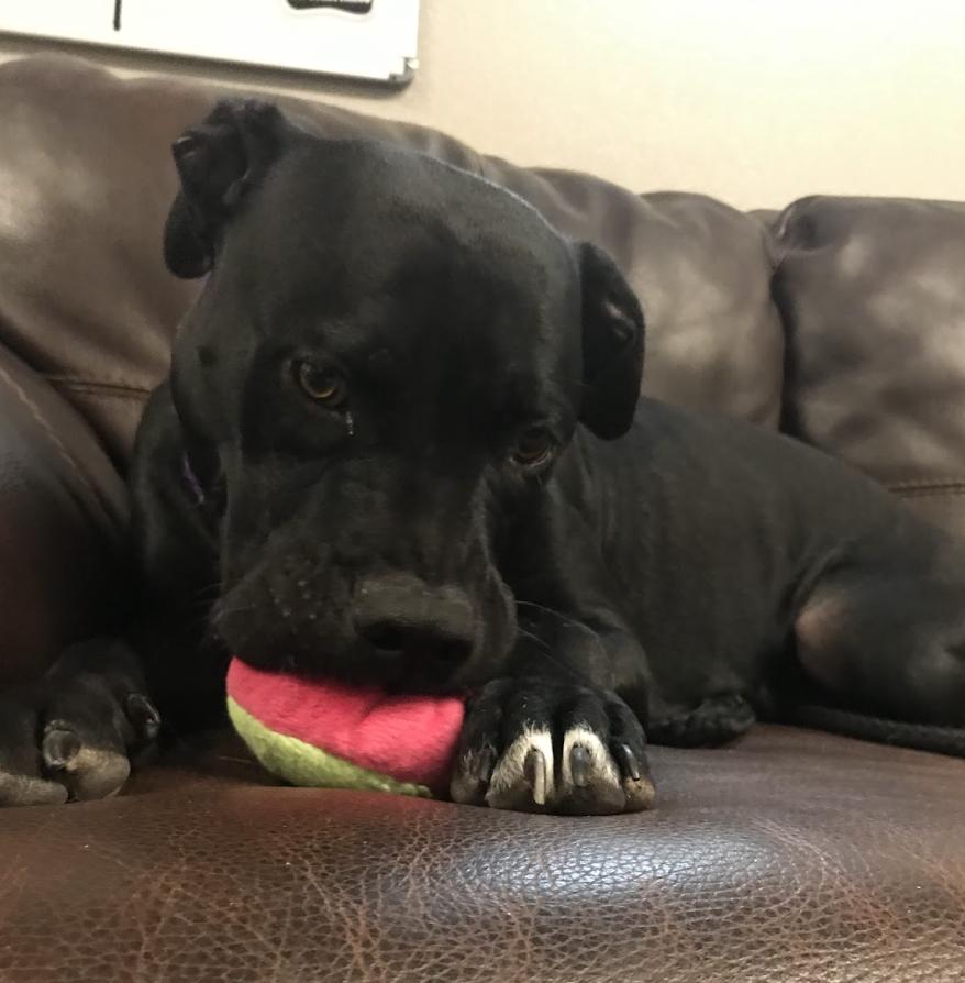 Enlarge Lola, a ADOPTABLE Pit Bull Terrier in Buena Vista, CO image 2/4