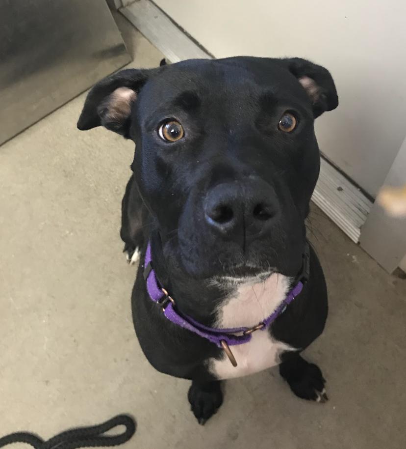 Enlarge Lola, a ADOPTABLE Pit Bull Terrier in Buena Vista, CO image 1/4