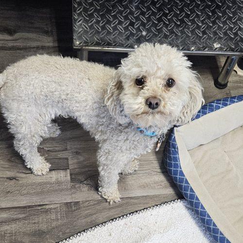 Enlarge Diva, a Adoptable Miniature Poodle in Kirksville, MO image 1/2