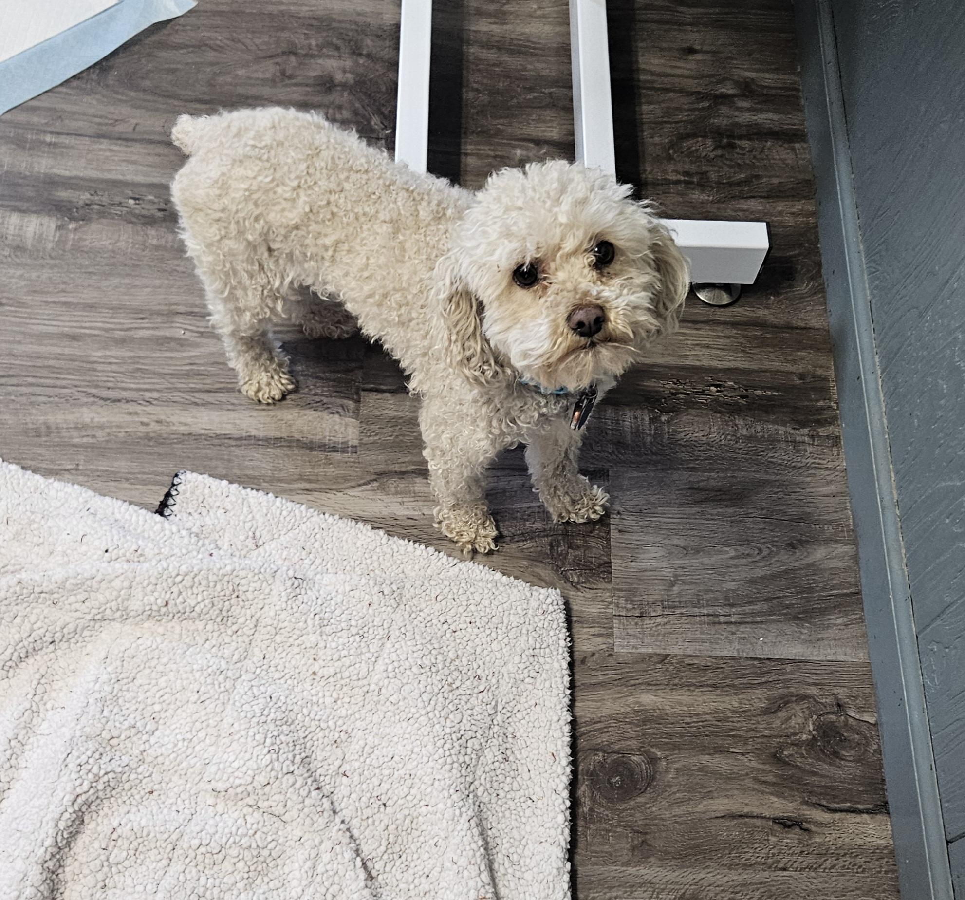 Enlarge Diva, a Adoptable Miniature Poodle in Kirksville, MO image 2/2