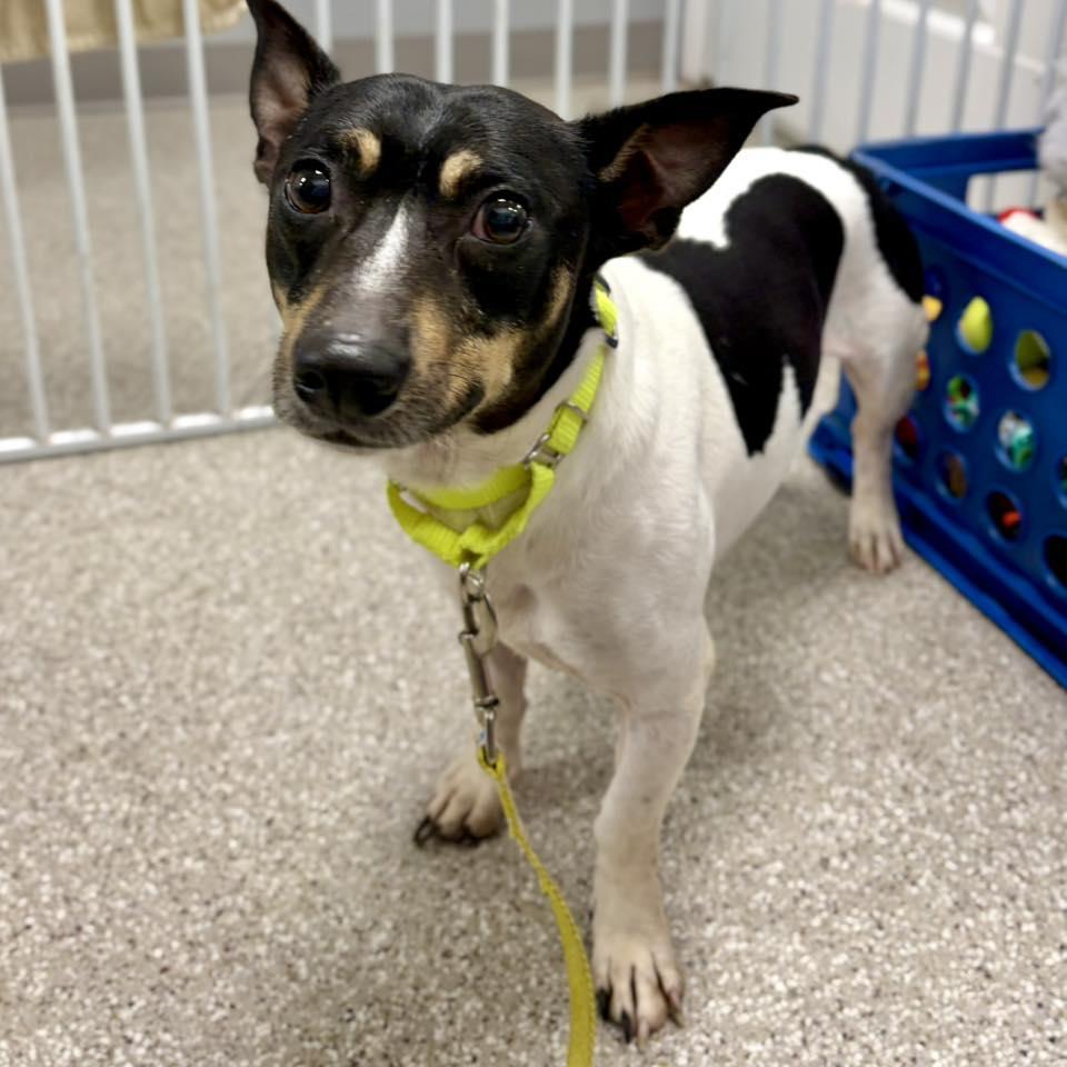 Kevin, Adopted, Adult Male Jack Russell Terrier.