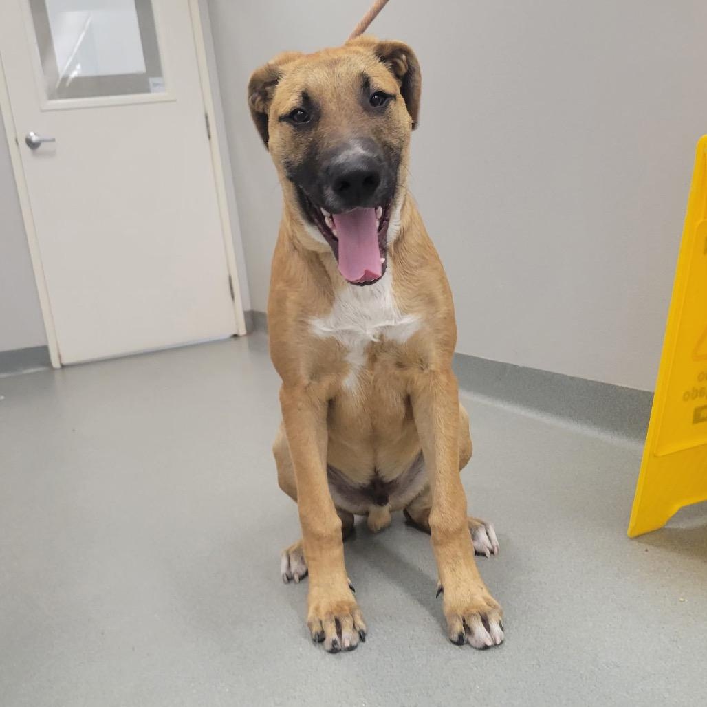 Ozzy, a Adoptable mixed breed in Westminster, CA image 1/2