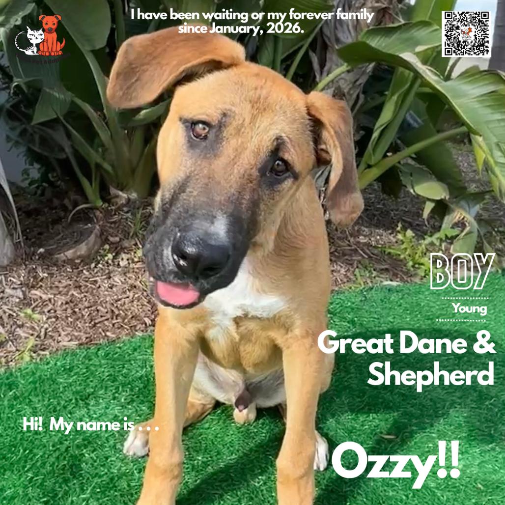 Ozzy, a Adoptable mixed breed in Westminster, CA image 2/2