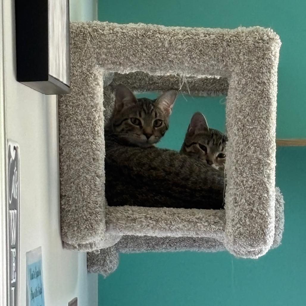 Firecracker, a Adoptable Domestic Short Hair in Granville, OH image 1/6