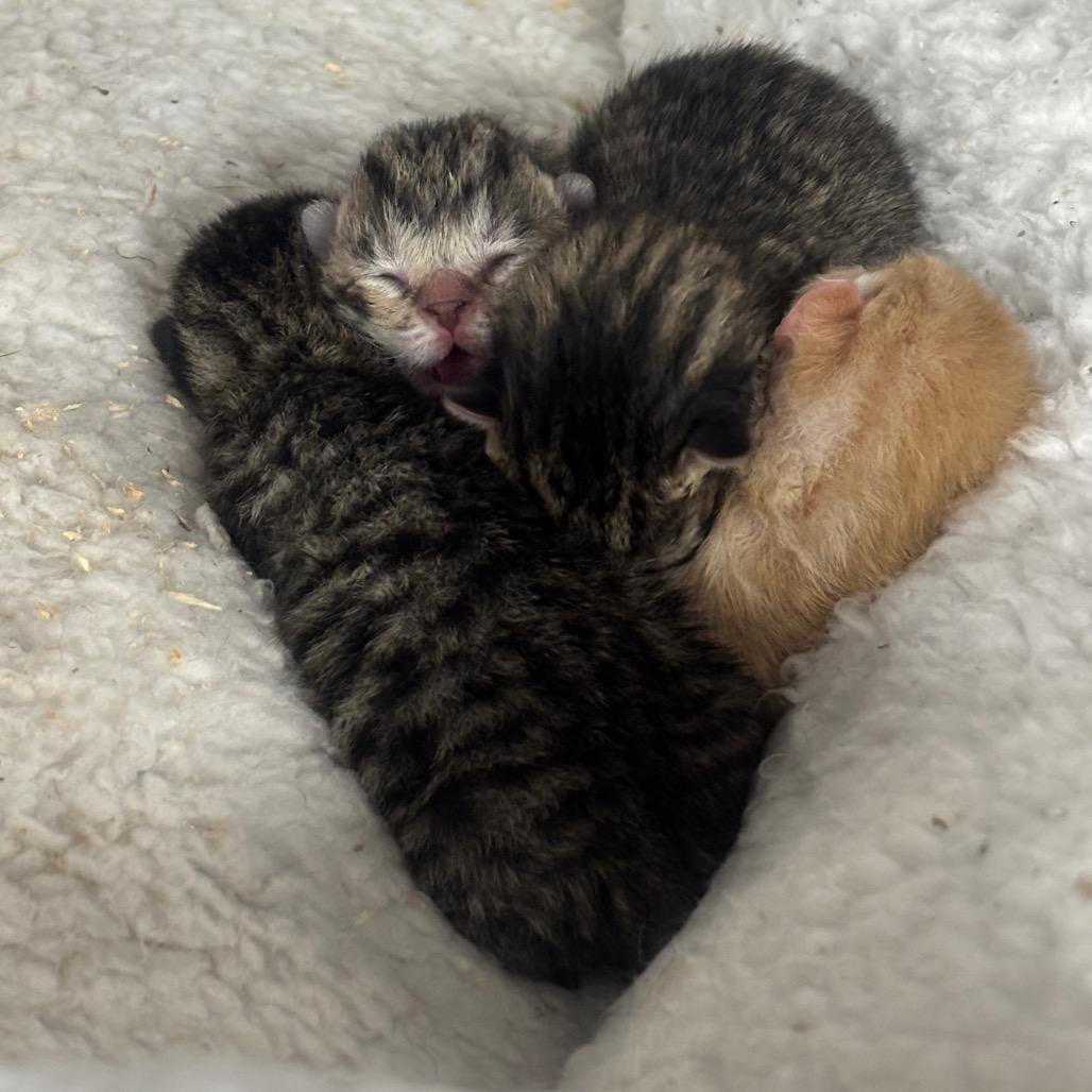 Firecracker, a Adoptable Domestic Short Hair in Granville, OH image 2/6