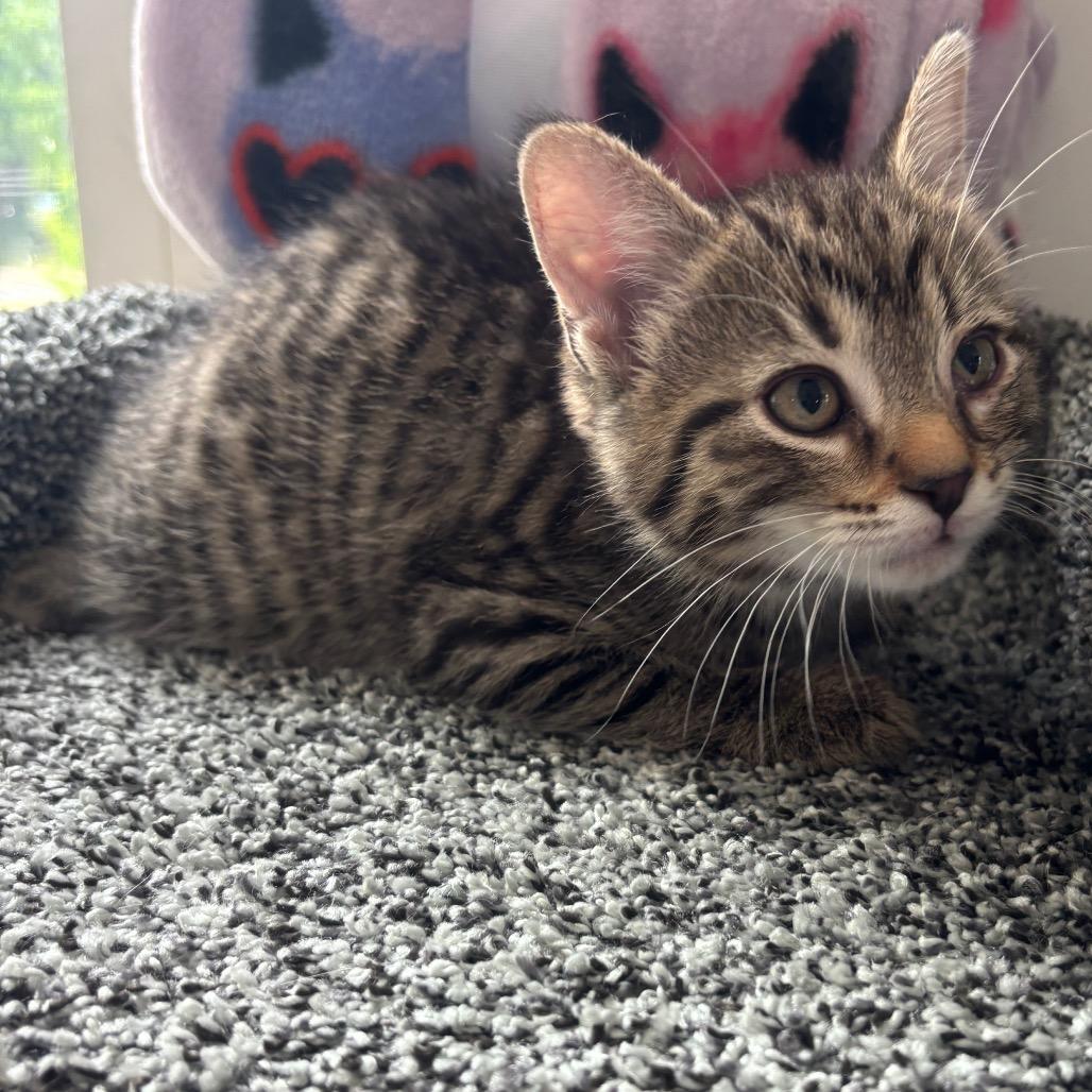 Firecracker, a Adoptable Domestic Short Hair in Granville, OH image 3/6