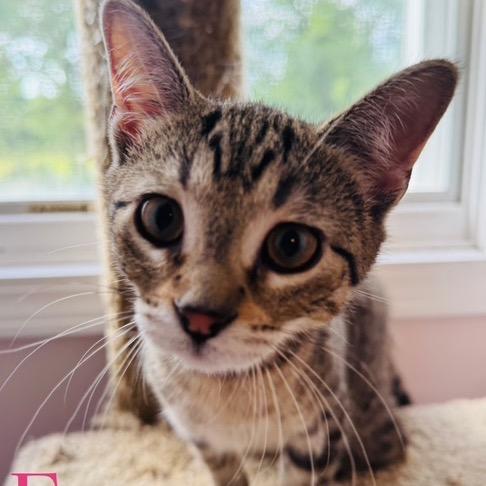 Firecracker, a Adoptable Domestic Short Hair in Granville, OH image 4/6