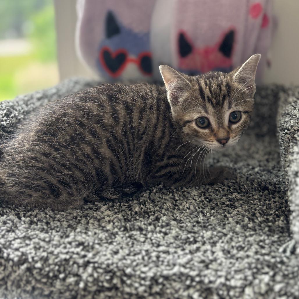 Firecracker, a Adoptable Domestic Short Hair in Granville, OH image 5/6