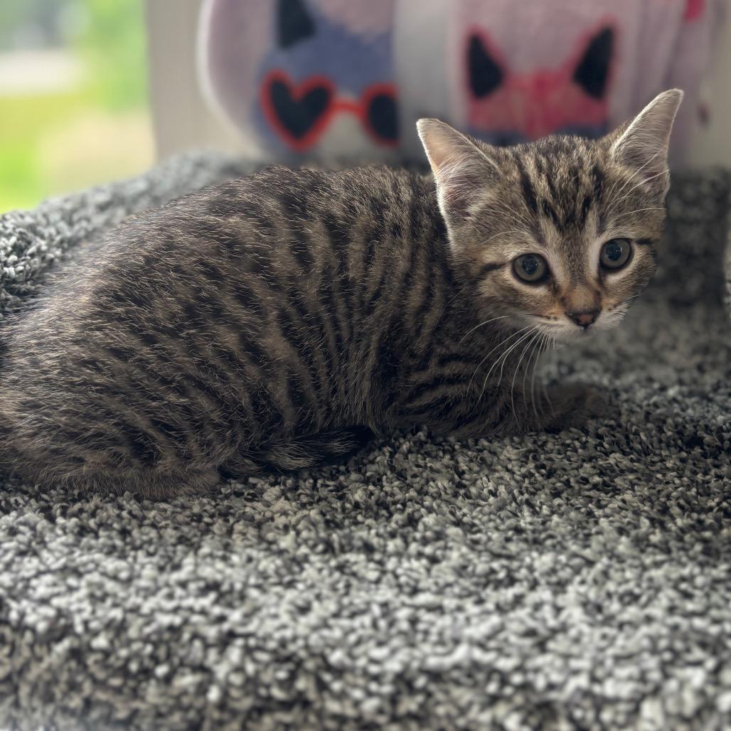 Firecracker, a Adoptable Domestic Short Hair in Granville, OH image 6/6