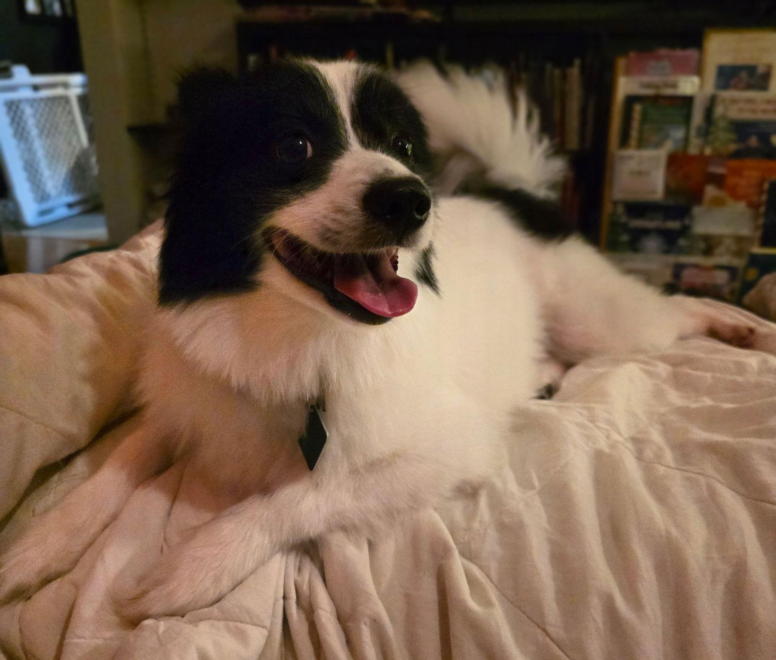 Enlarge Bandit, a Adoptable mixed breed in Oxford, MI image 1/3