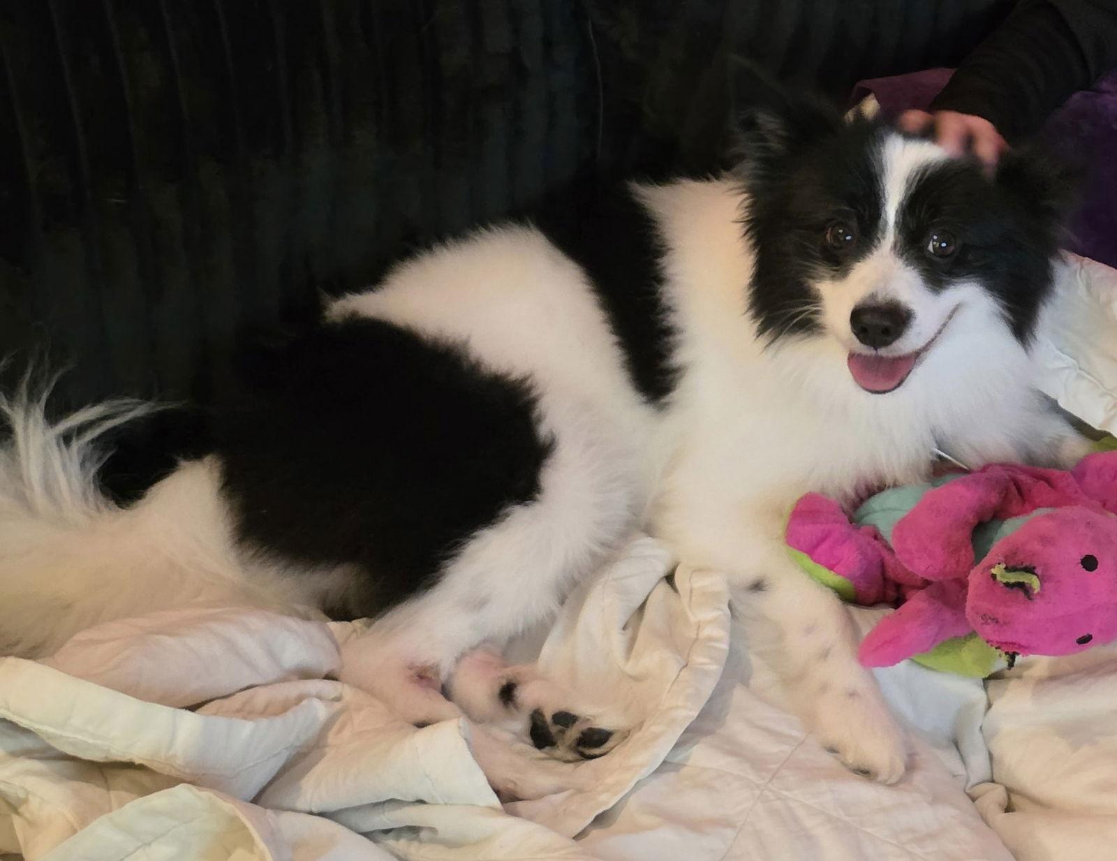 Enlarge Bandit, a Adoptable mixed breed in Oxford, MI image 2/3