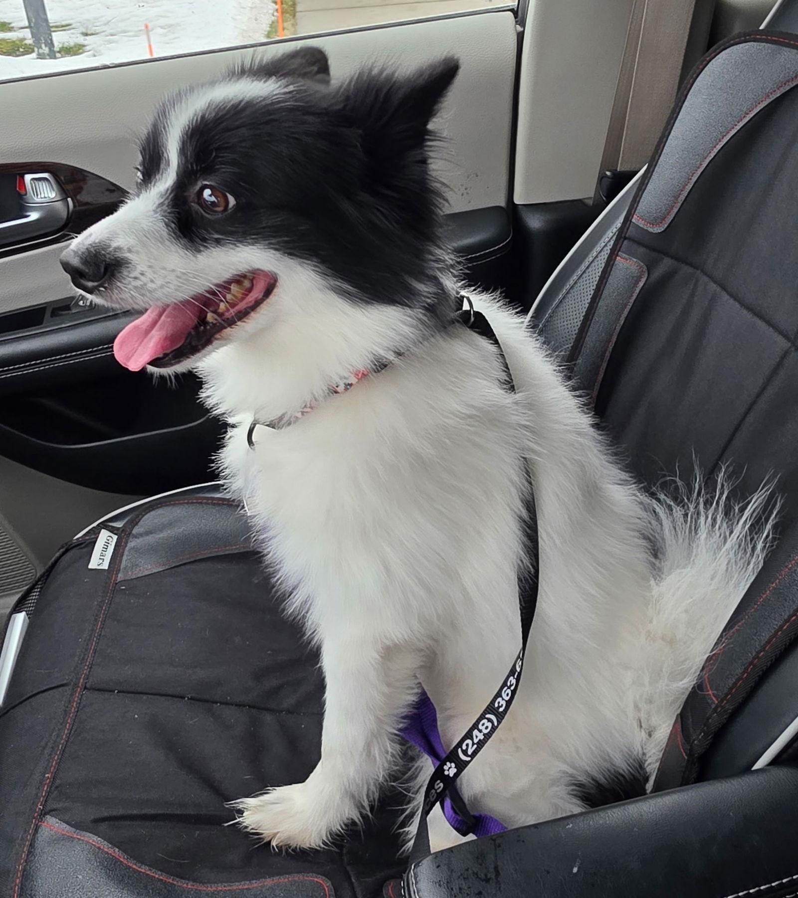 Enlarge Bandit, a Adoptable mixed breed in Oxford, MI image 3/3