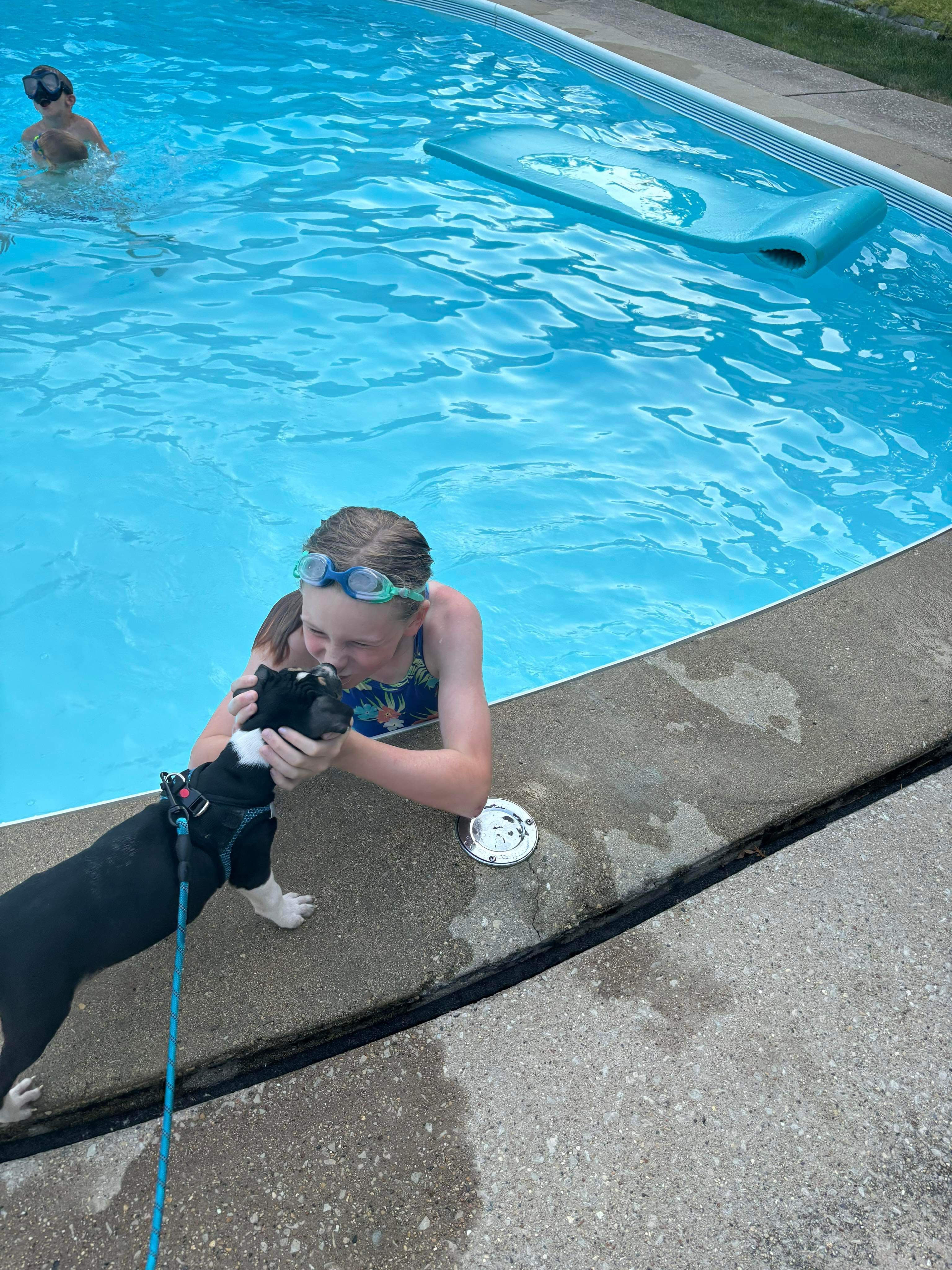 Enlarge Maggie, a Adopted Pit Bull Terrier in Villa Park, IL image 2/3